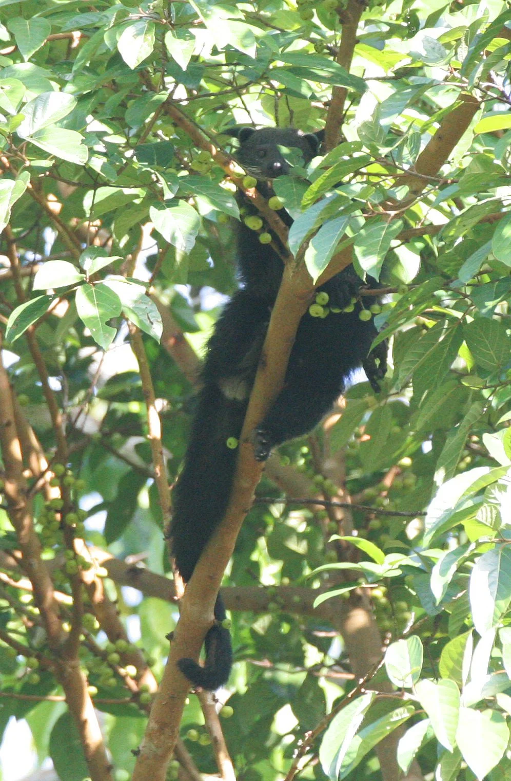 Arctictis binturong pageli -  BORNEAN BINTURONG (BEARCAT) - TABIN WILDLIFE RESERVE BORNEO (66).JPG