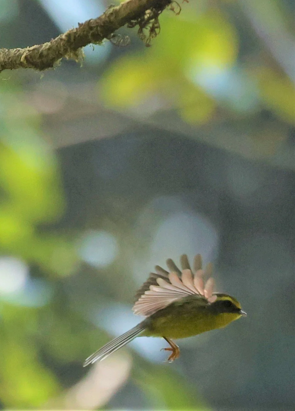 FANTAIL - YELLOW-BELLIED FAIRY-FANTAIL - Chelidorhynx hypoxanthus - DOI PHA HOM POK NP DOI LANG EAST FEB 2022 (35).jpg