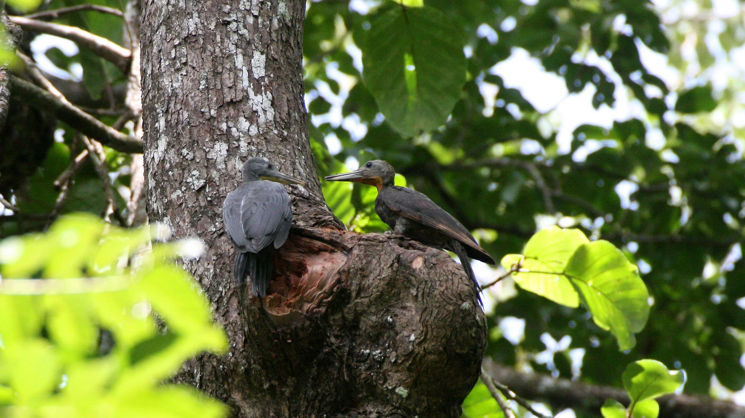 WOODPECKER - GREAT-SLATY WOODPECKER - Mulleripicus pulverulentus - KAENG KRACHAN NP THAILAND (12).JPG