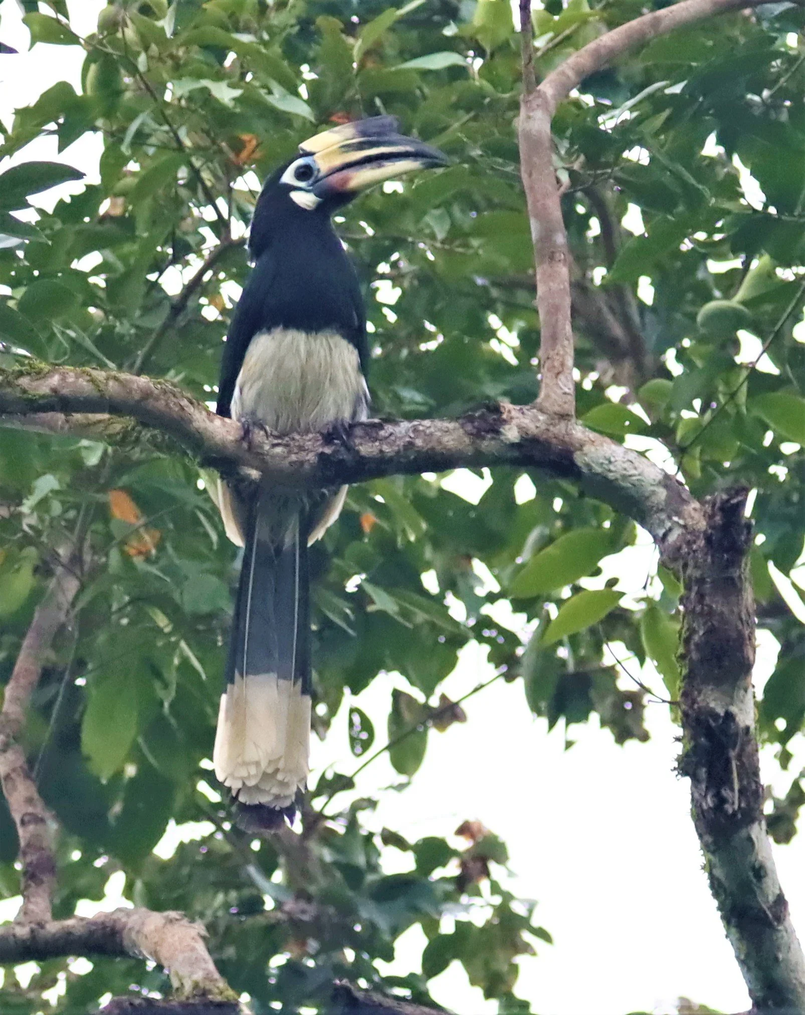 Oriental pied hornbill (Anthracoceros albirostris)