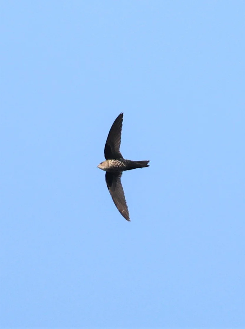 Cook's Swift (Apus cooki) Doi Ang Khang Chiang Mai (3).jpg