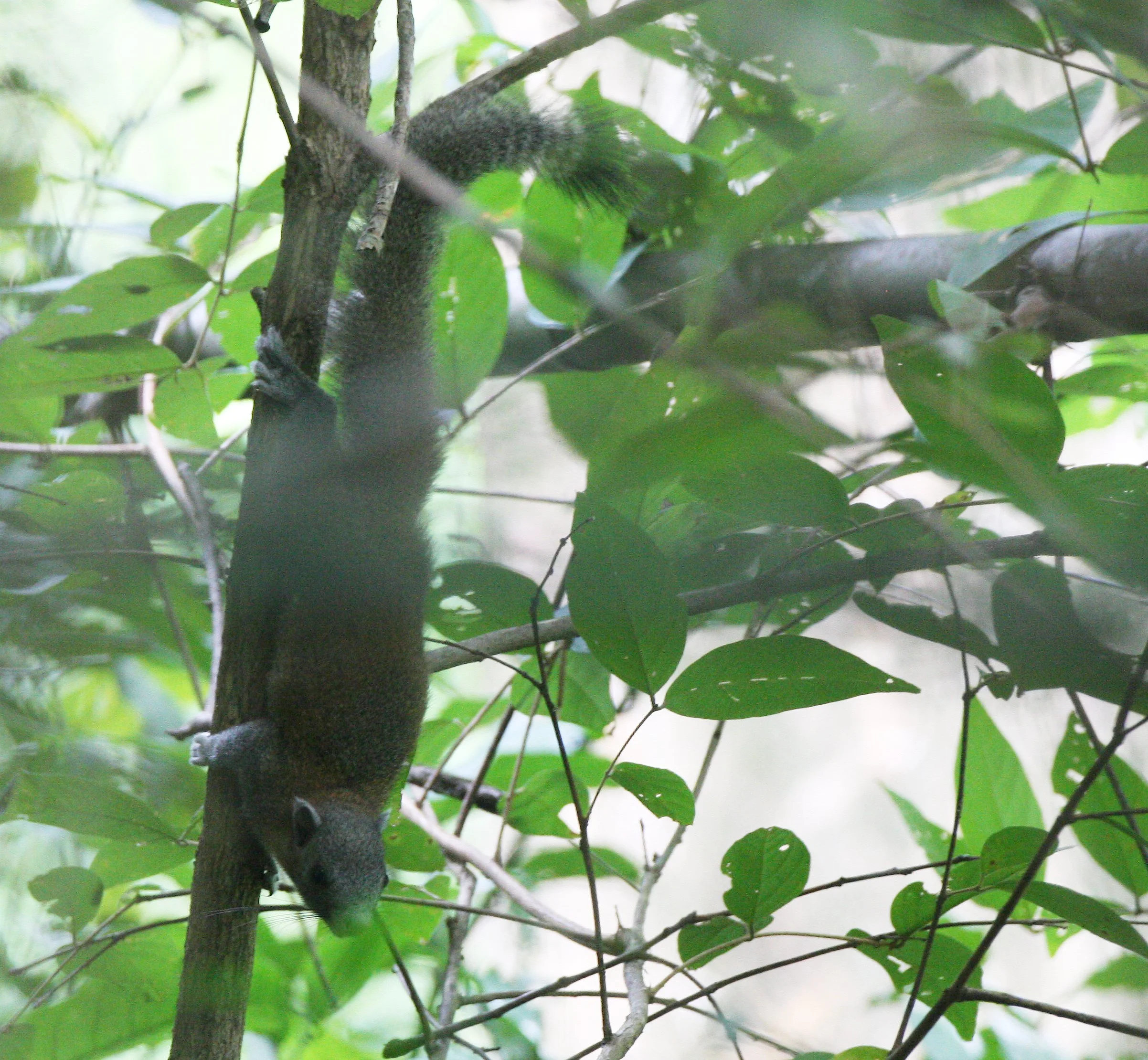 Callosciurus caniceps - GREY-BELLIED SQUIRREL - HUAI KHA KHAENG NATURE RESERVE - HEADQUARTERS - THAILAND (16).JPG