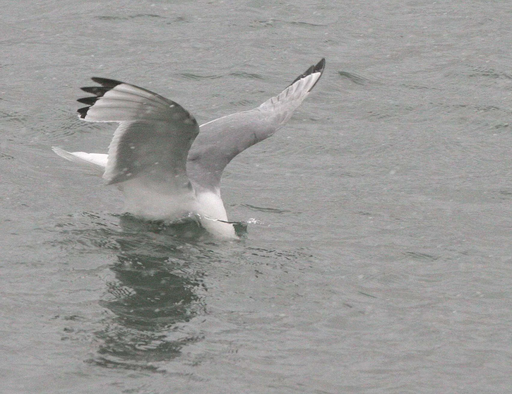 BIRD - KITTIWAKE - BLACK-LEGGED - SVALBARD (20).jpg