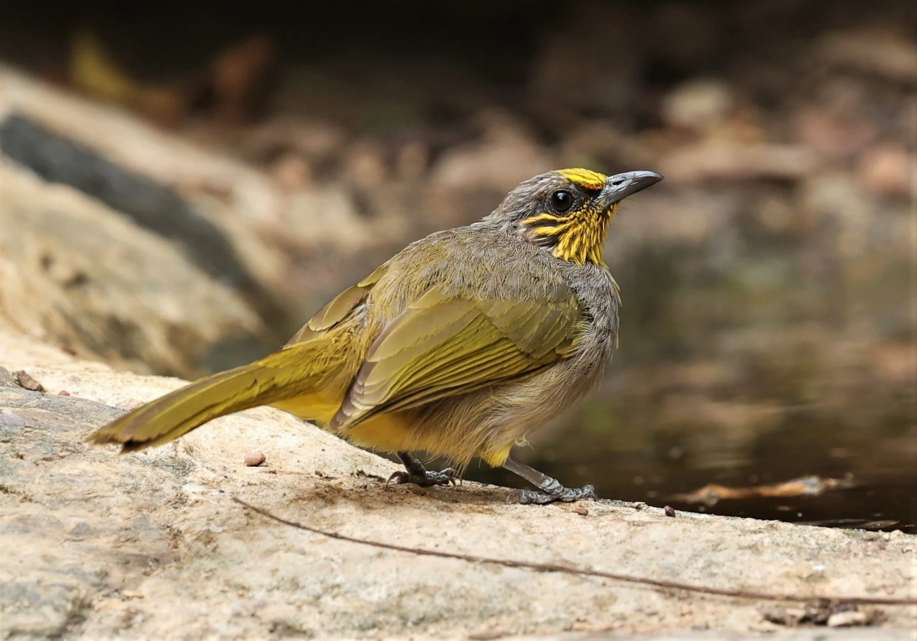BULBUL - STRIPE-THROATED BULBUL - Pycnonotus finlaysoni - SRI SATCHANALAI NP MANAO WATERHOLE MAY 1 2022 (2).jpg