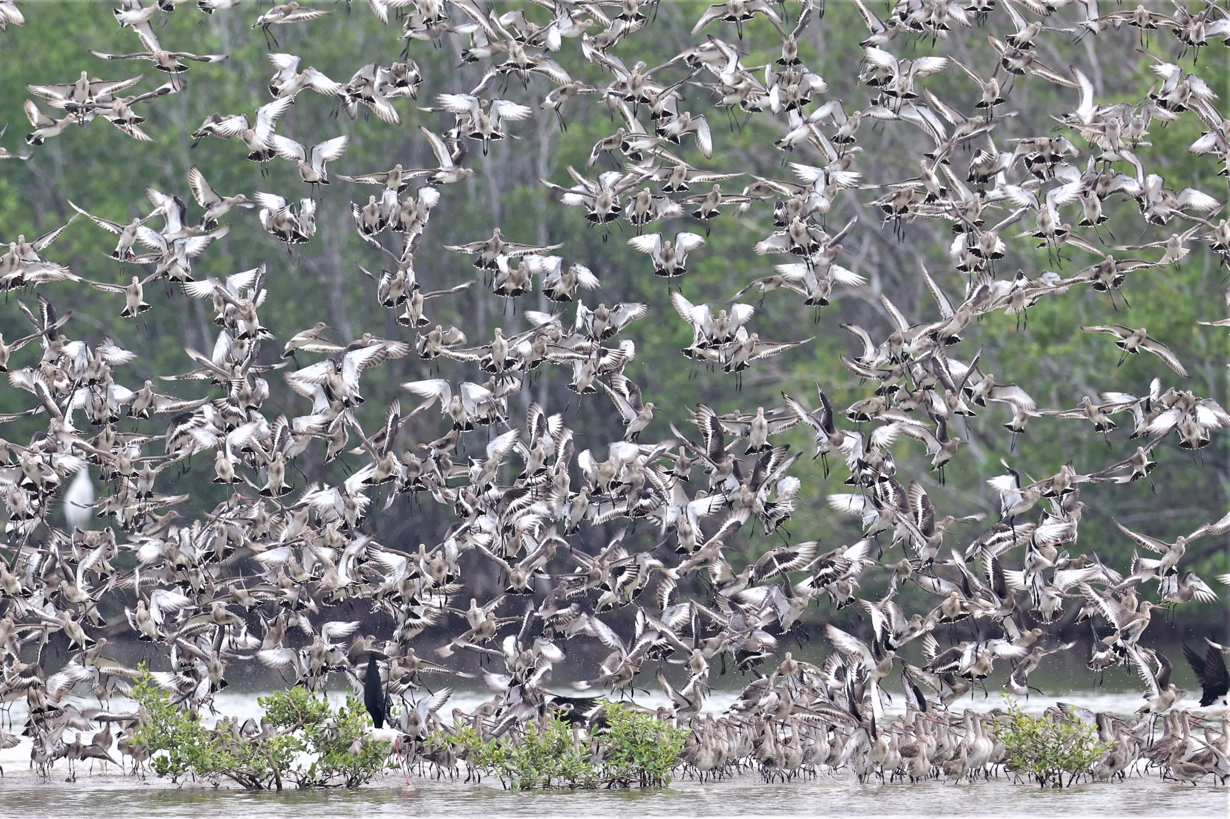 GODWIT - BLACK-TAILED GODWIT - Limosa limosa - BANG PU MANGROVE FOREST 14 NOVEMBER 2021 (3).jpg