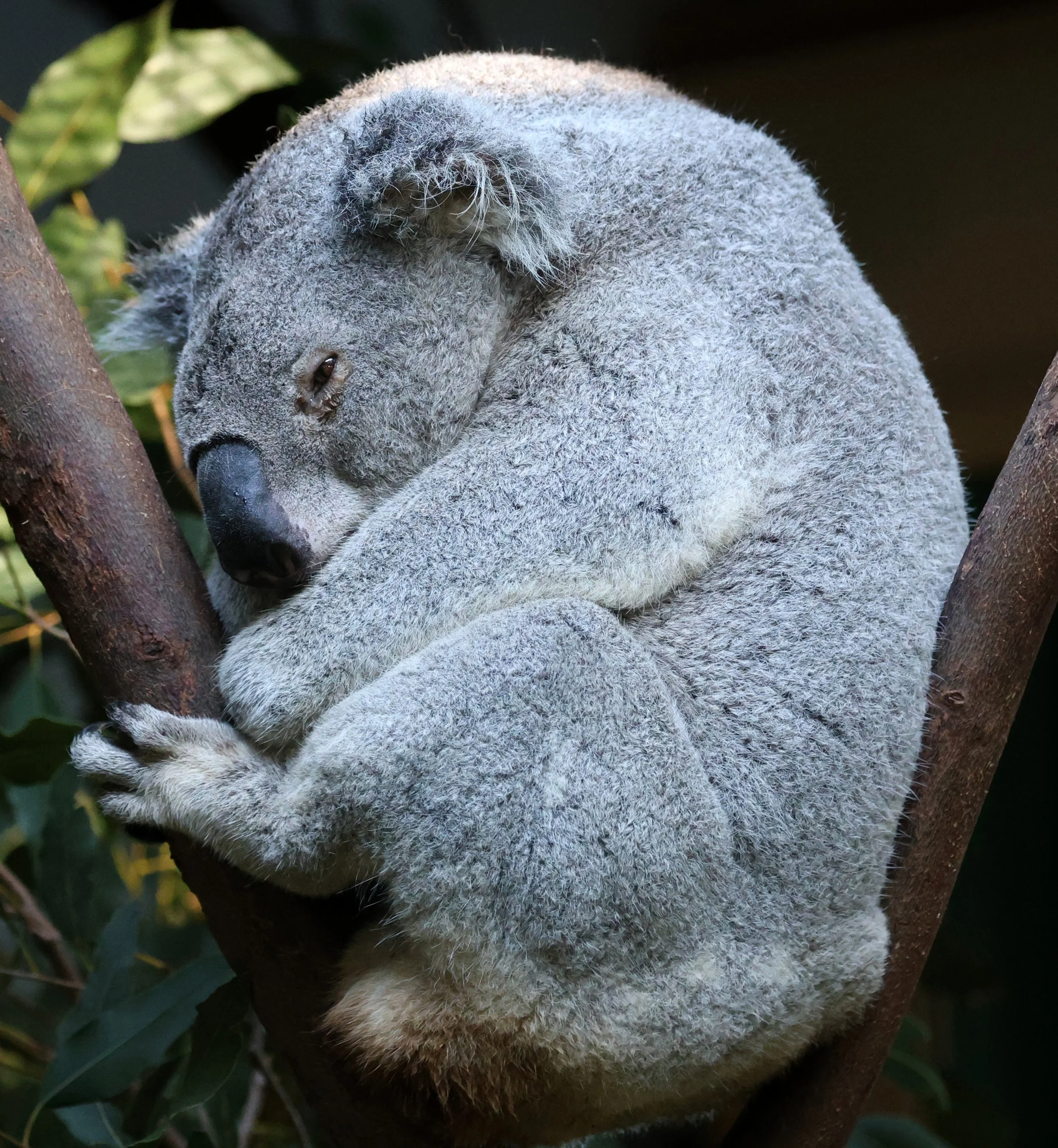 New South Wales Koala (Phascolarctos cinereus cinereus)Byron Bay - New South Wales