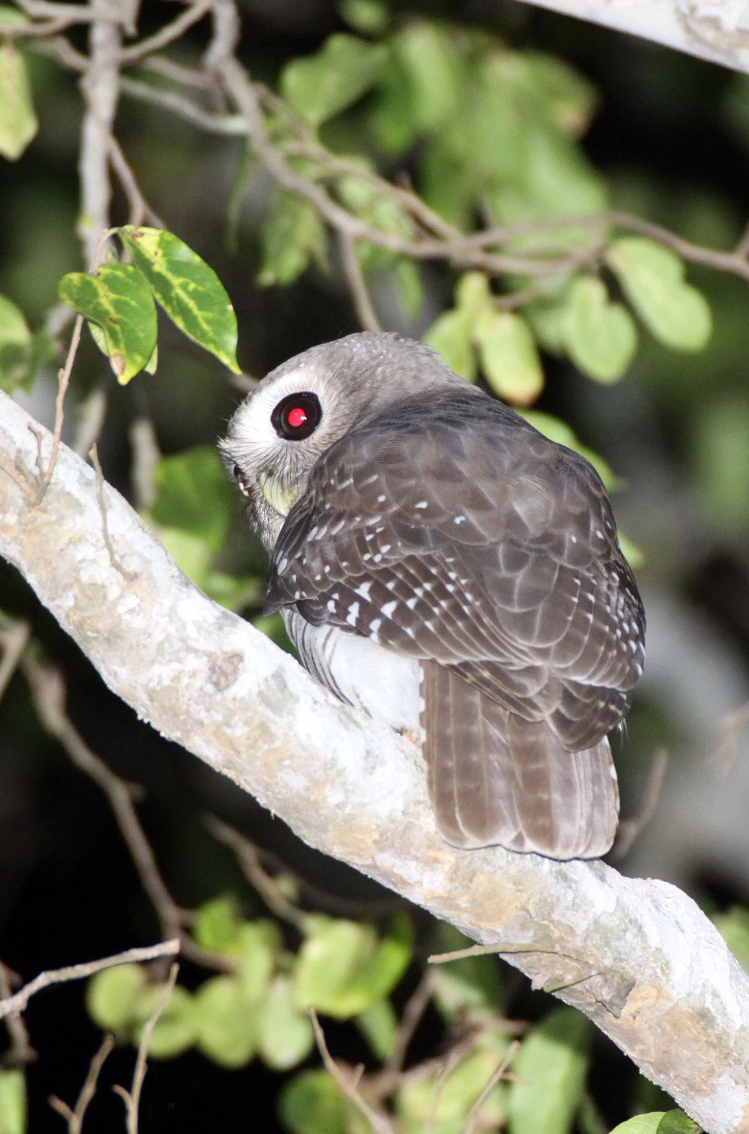 Athene superciliaris - WHITE-BROWED OWL - BERENTY RESERVE MADAGASCAR (18).JPG