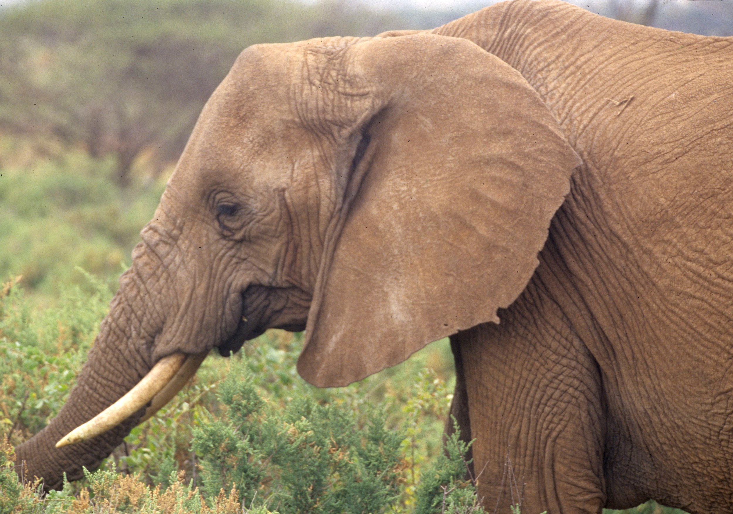 ELEPHANT - UGANDA 10.jpg