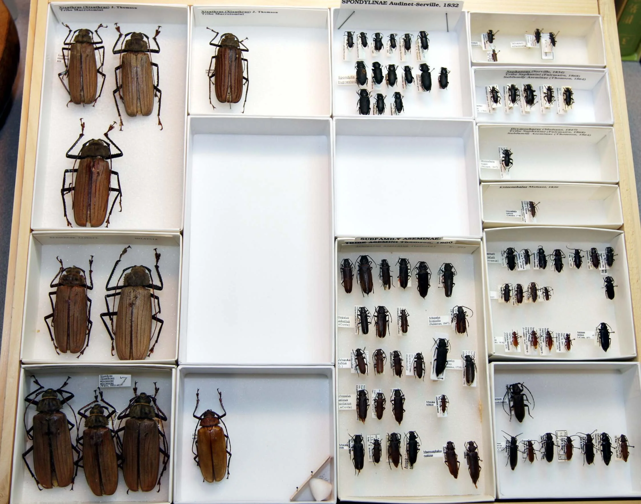 Macrotomini - Spondylinae.JPG