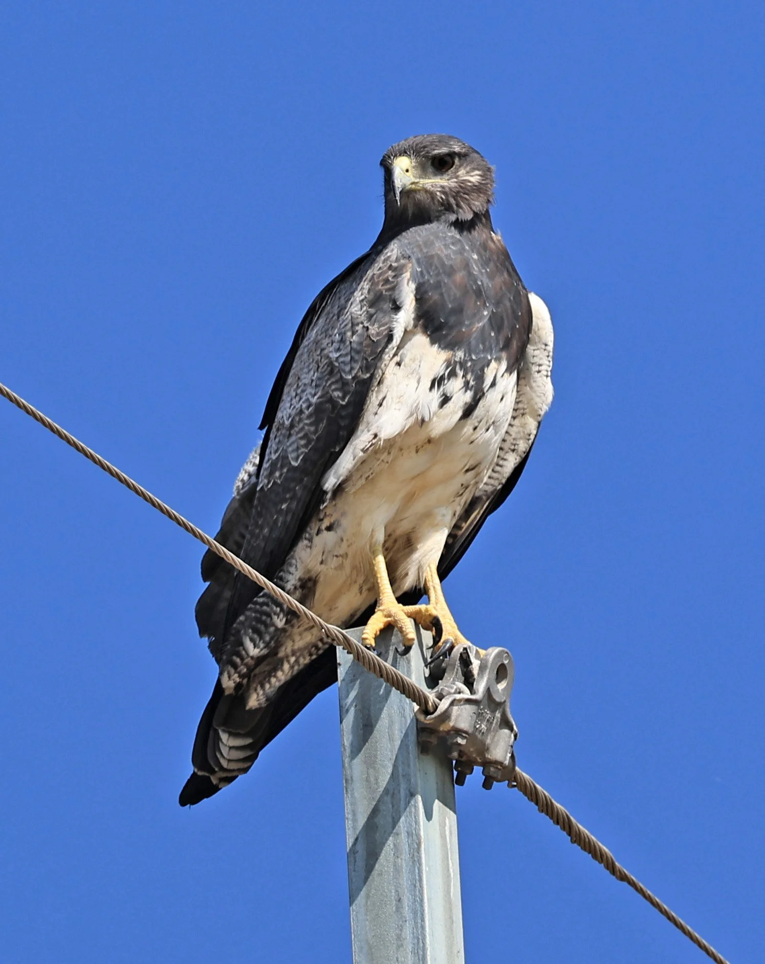 Black-chested buzzard-eagle (Geranoaetus melanoleucus) Chaco Lodge & Laguna Salada Paraguay (2).jpg