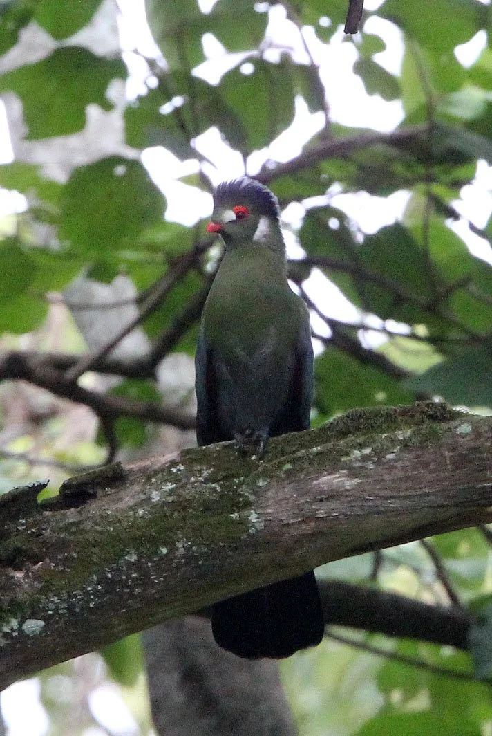 White-cheeked Turaco (Menelikornis leucotis) Langano Lake Ethiopia (11).JPG