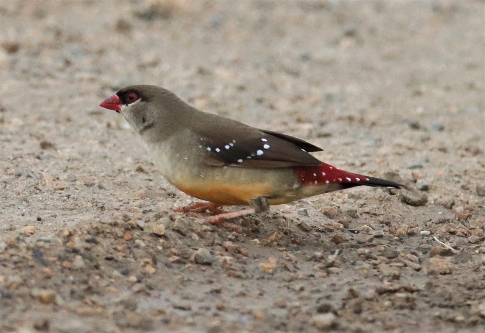 RED AVADAVAT - Amandava amandava - THAP YAO RICE FIELDS LAT KRABANG (51).jpg