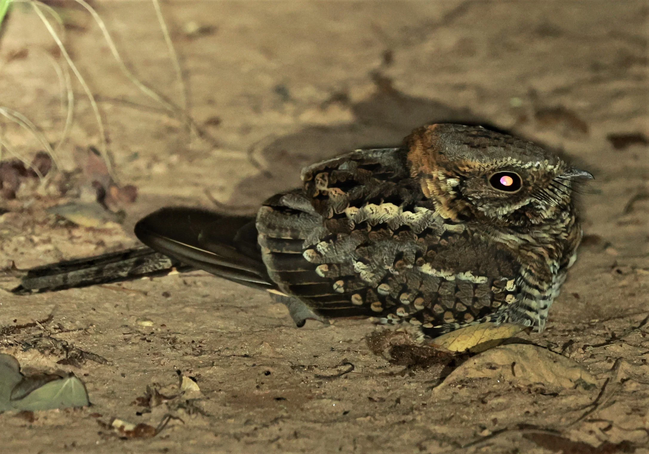 Nightjar - Scissor-tailed Nightjar - Hydropsalis torquata - Fazenda Garibaldi, Sao Paulo State  (1).jpg