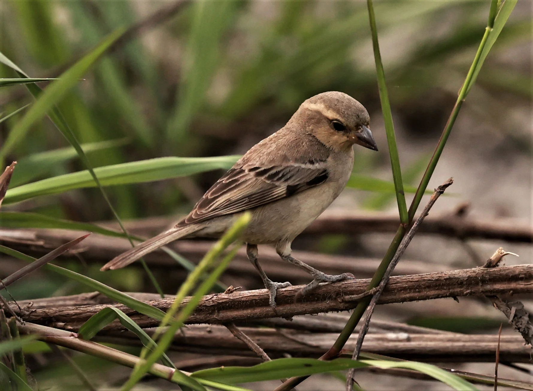 Plain-backed Sparrow (Passer flaveolus) Pathum Thani Rice Research Center (10).jpg