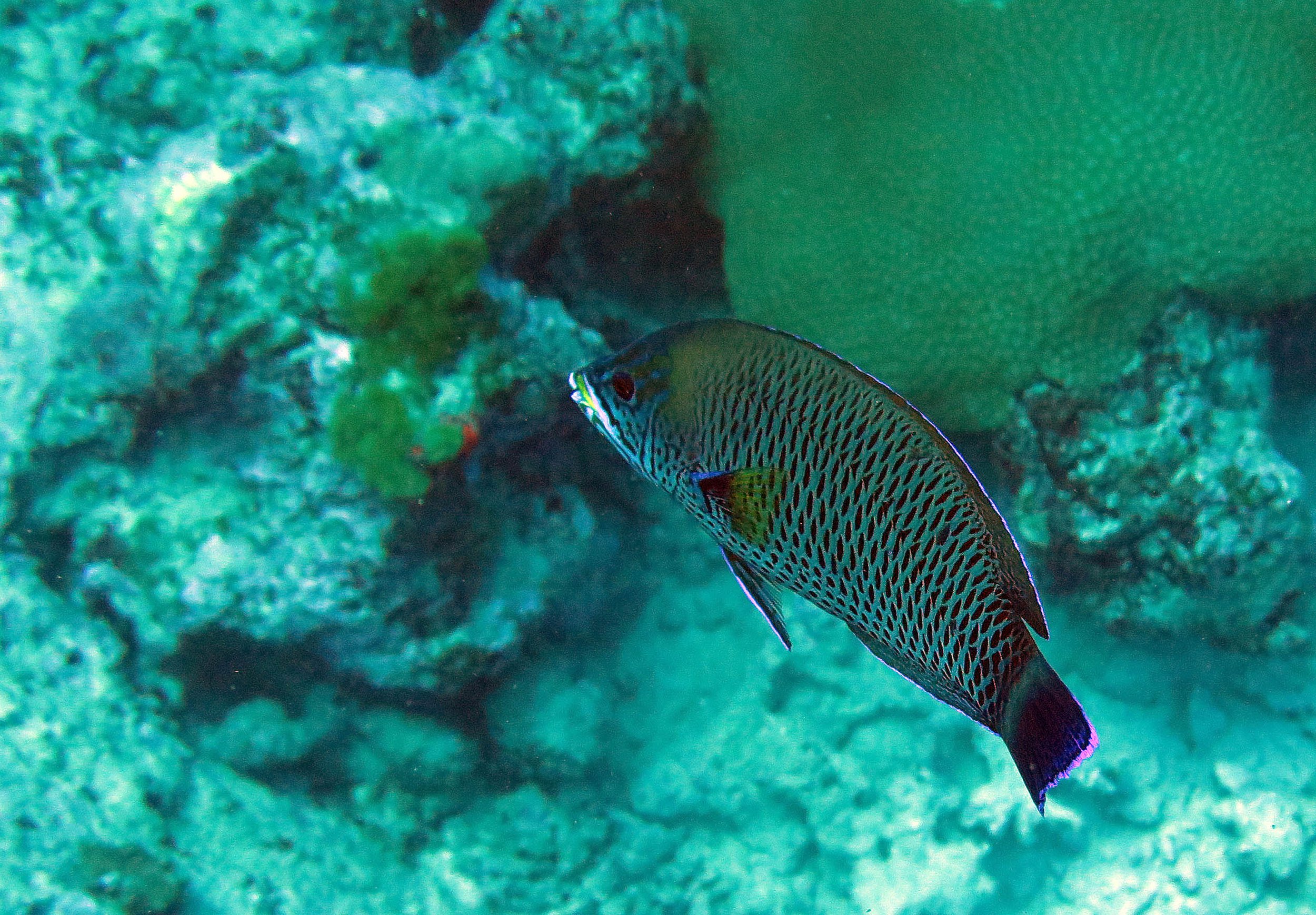 Labridae - Chiseltooth Wrasse (Pseudodax moluccanus) - Similans Thailand
