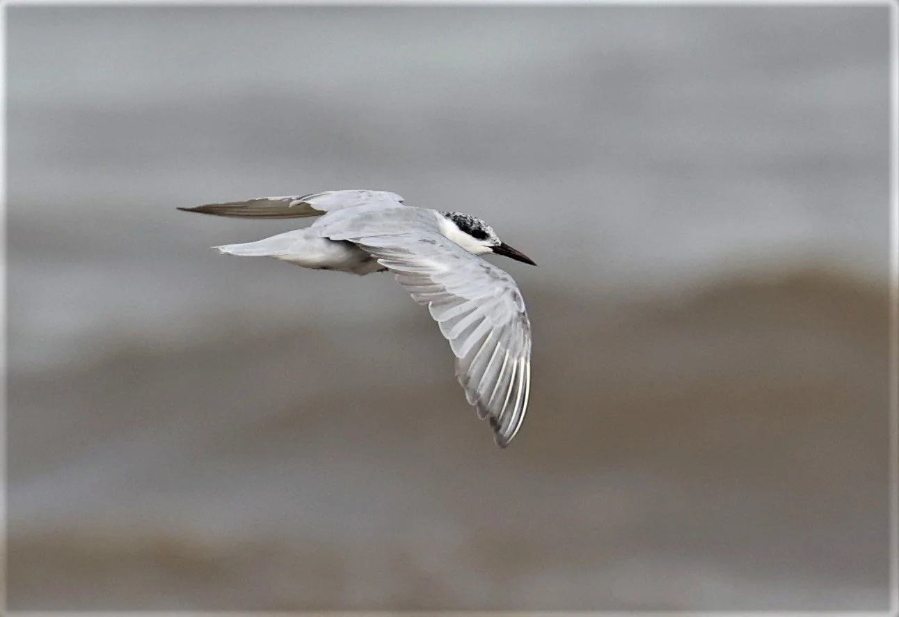 TERN - WHISKERED TERN - Chlidonias hybridus -BANG PU MANGROVE FOREST RESERVE SEP 21 21 (10).jpg