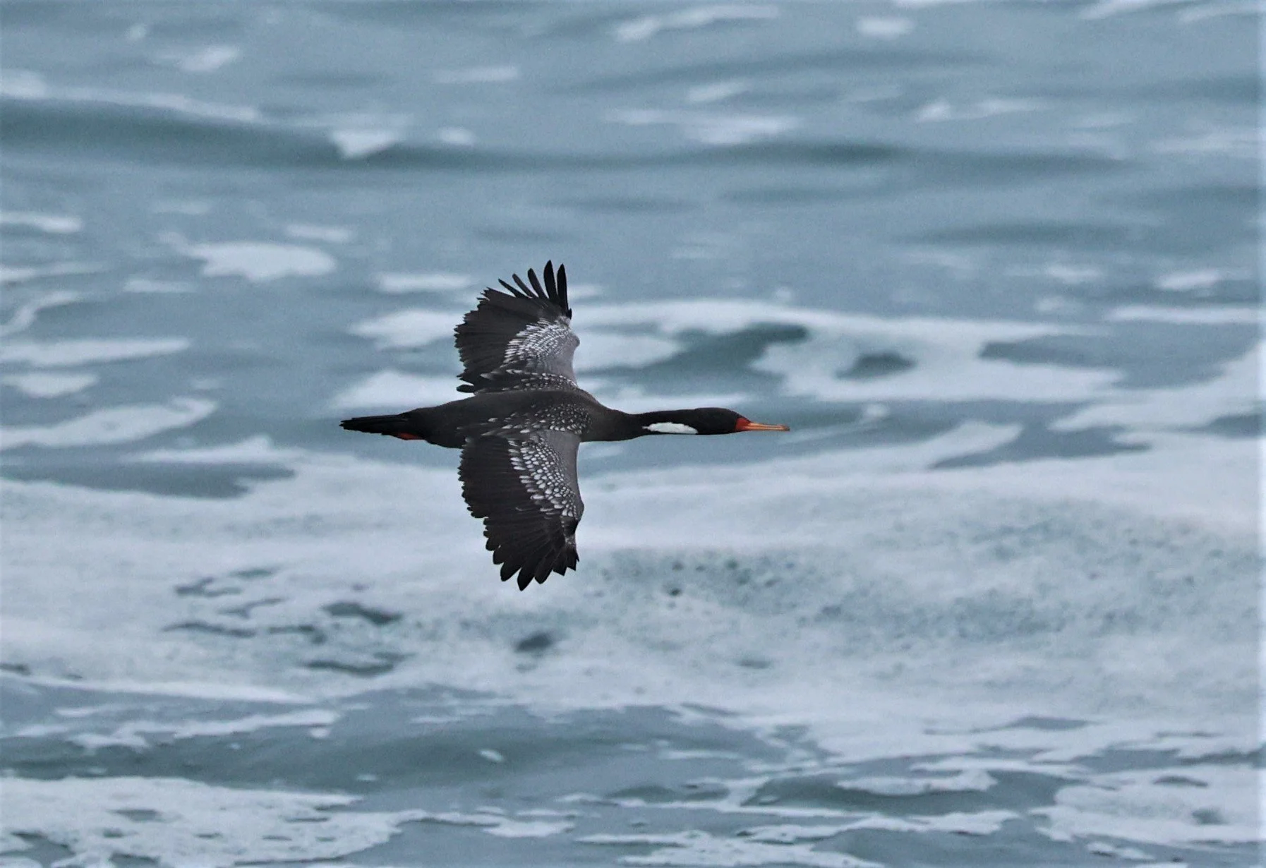Poikilocarbo gaimardi - Cormorant - Red-legged Cormorant - Arica Chile Coastline (18).jpg