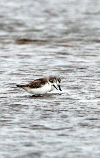 SANDPIPER - SPOON-BILLED SANDPIPER - Calidris pygmeus - PAK THALE PETCHABURI PROVINCE THAILAND (61).jpg