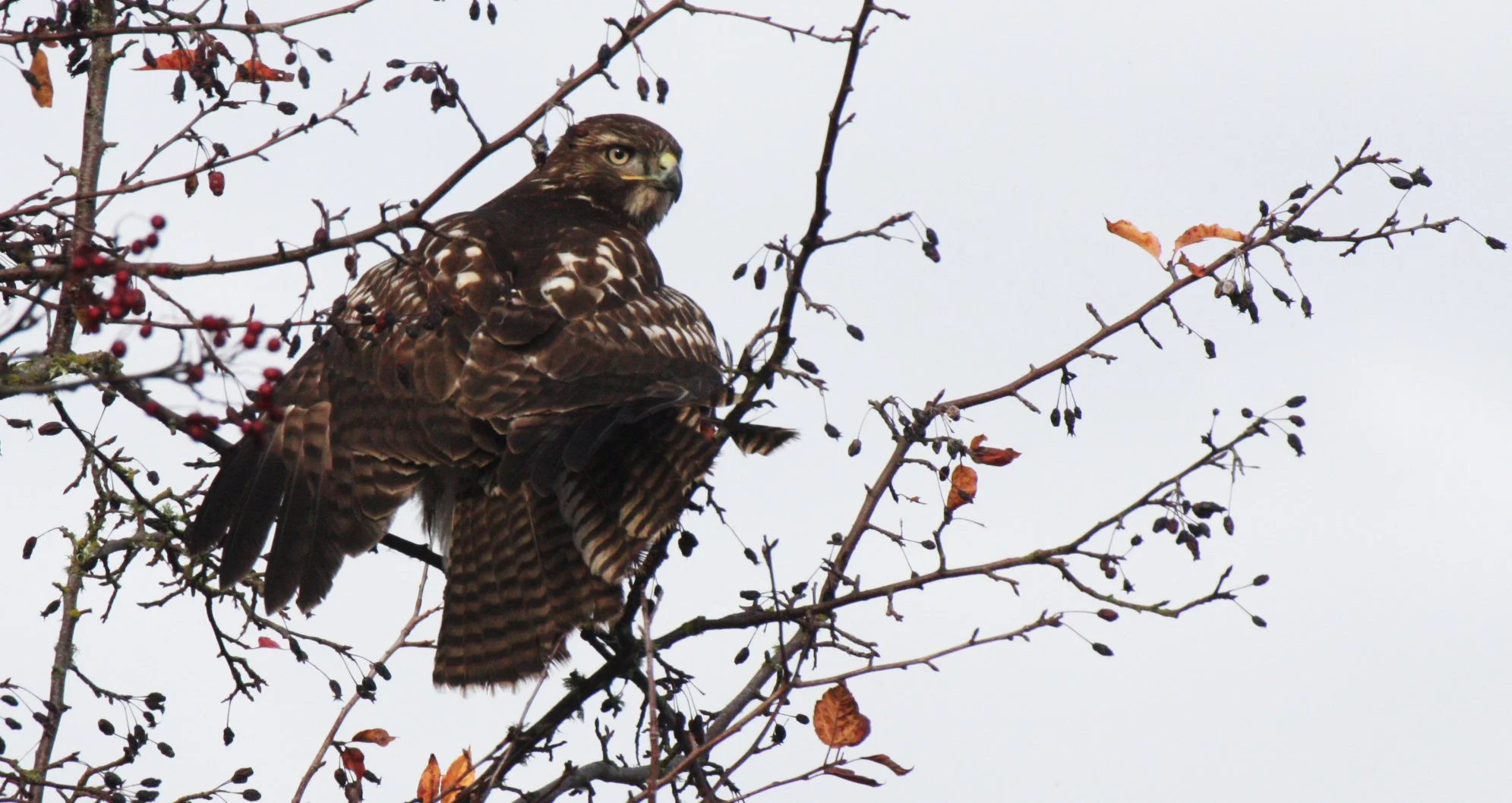 Buteo jamaicensis - RED-TAILED HAWK - JAMESTOWN WA (15).JPG