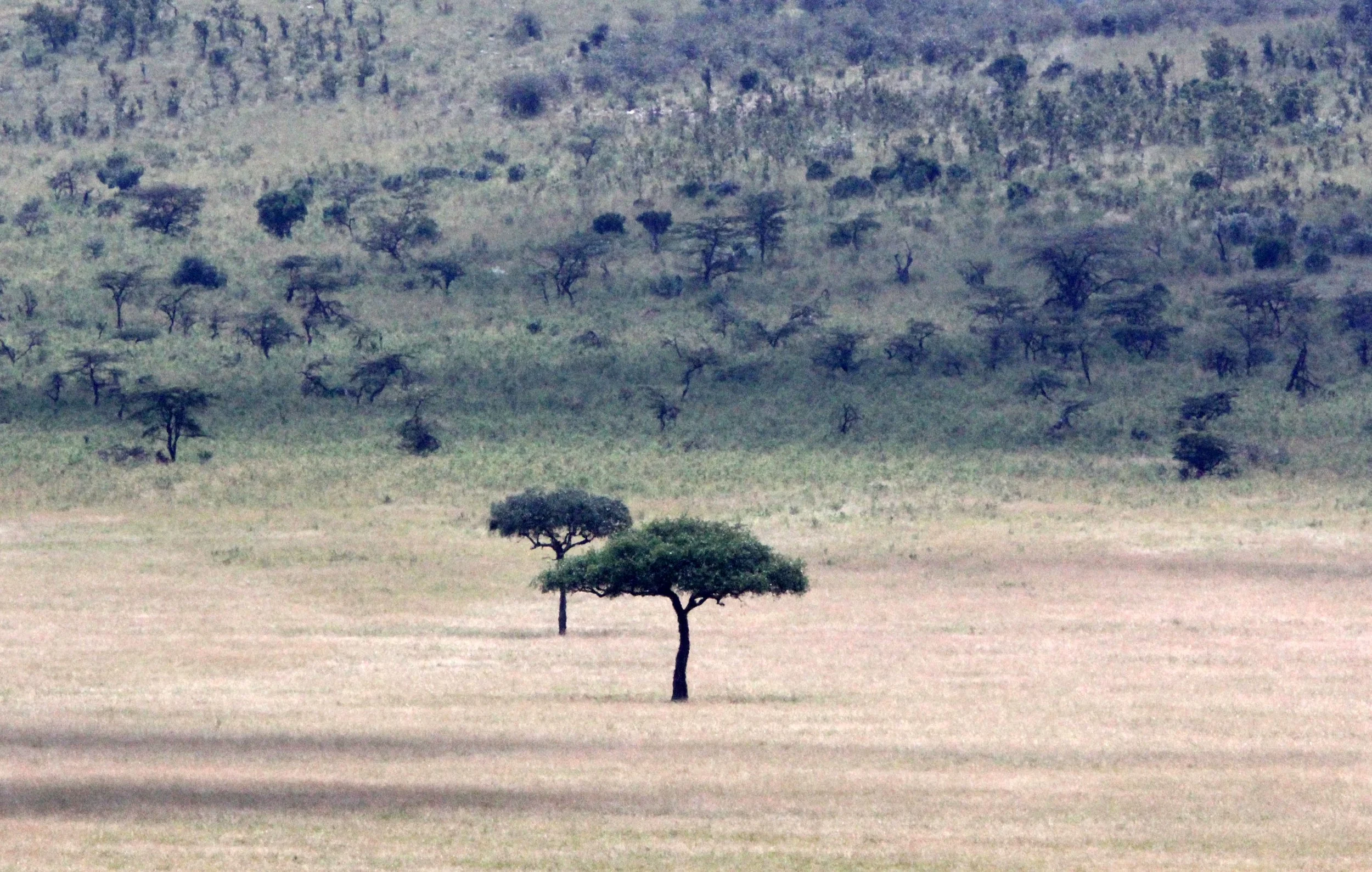 MASAI MARA NATIONAL PARK KENYA.JPG