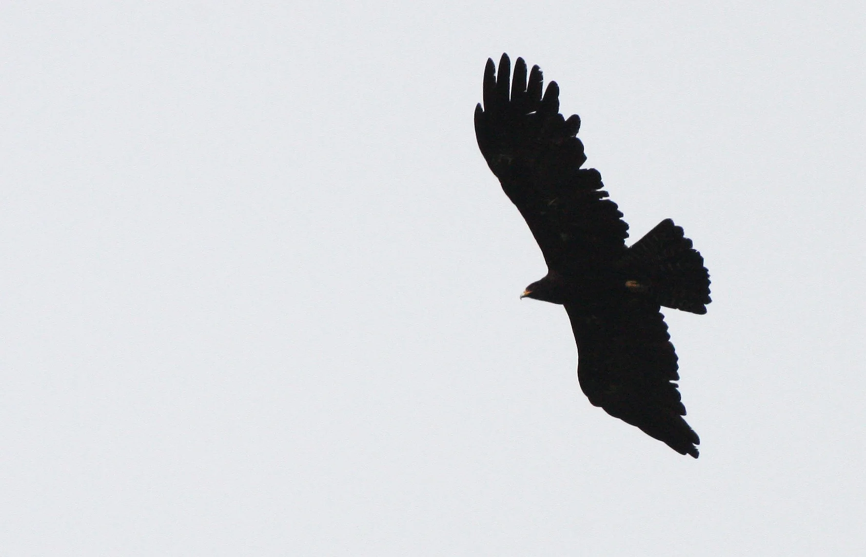 Ictinaetus malaiensis - BLACK EAGLE - KAENG KRACHAN THAILAND (11).JPG