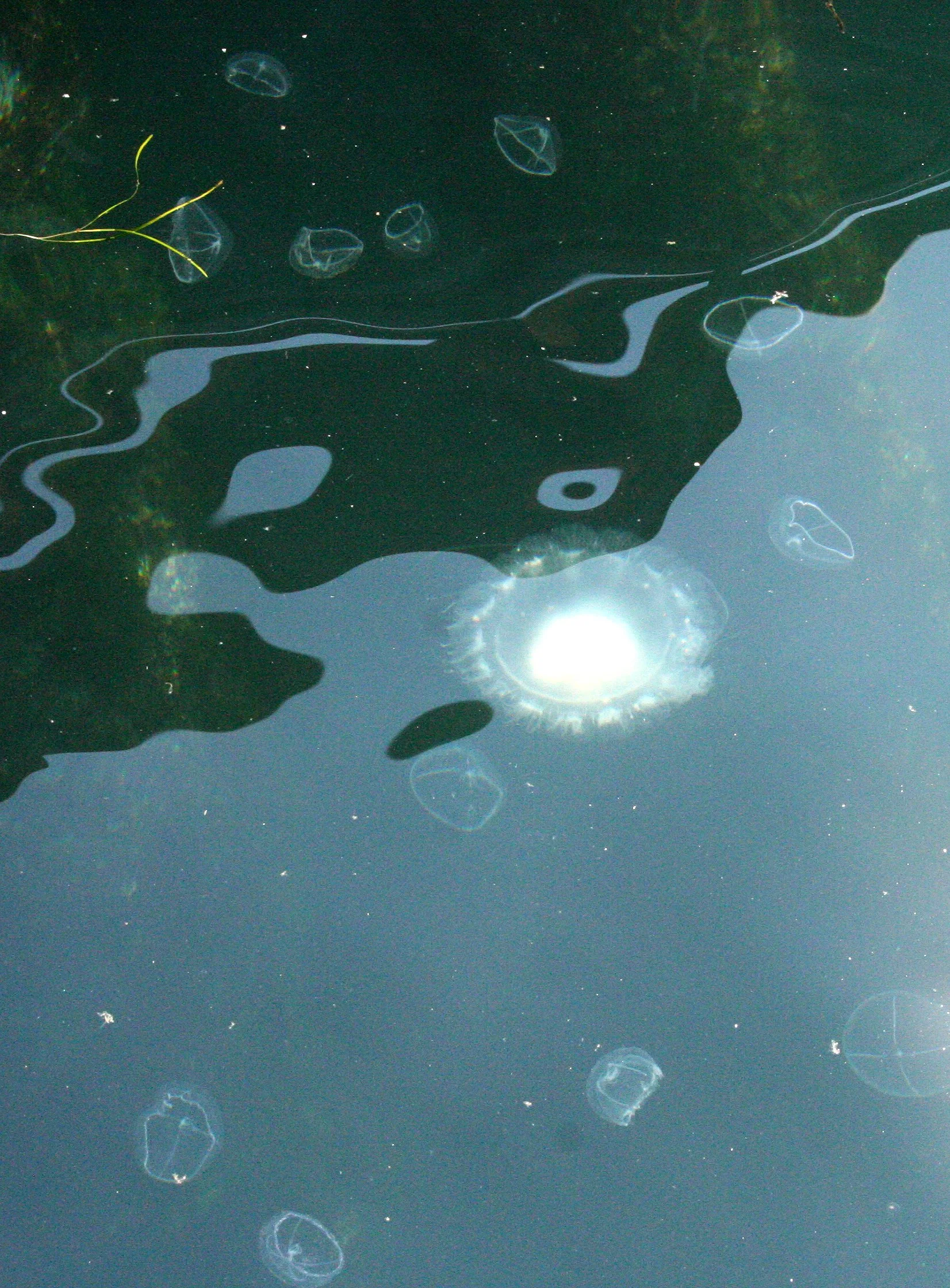 INVERT - MARINE INTERTIDAL - CNIDARIAN - SEA JELLY - PORT TOWNSEND WA (5).JPG