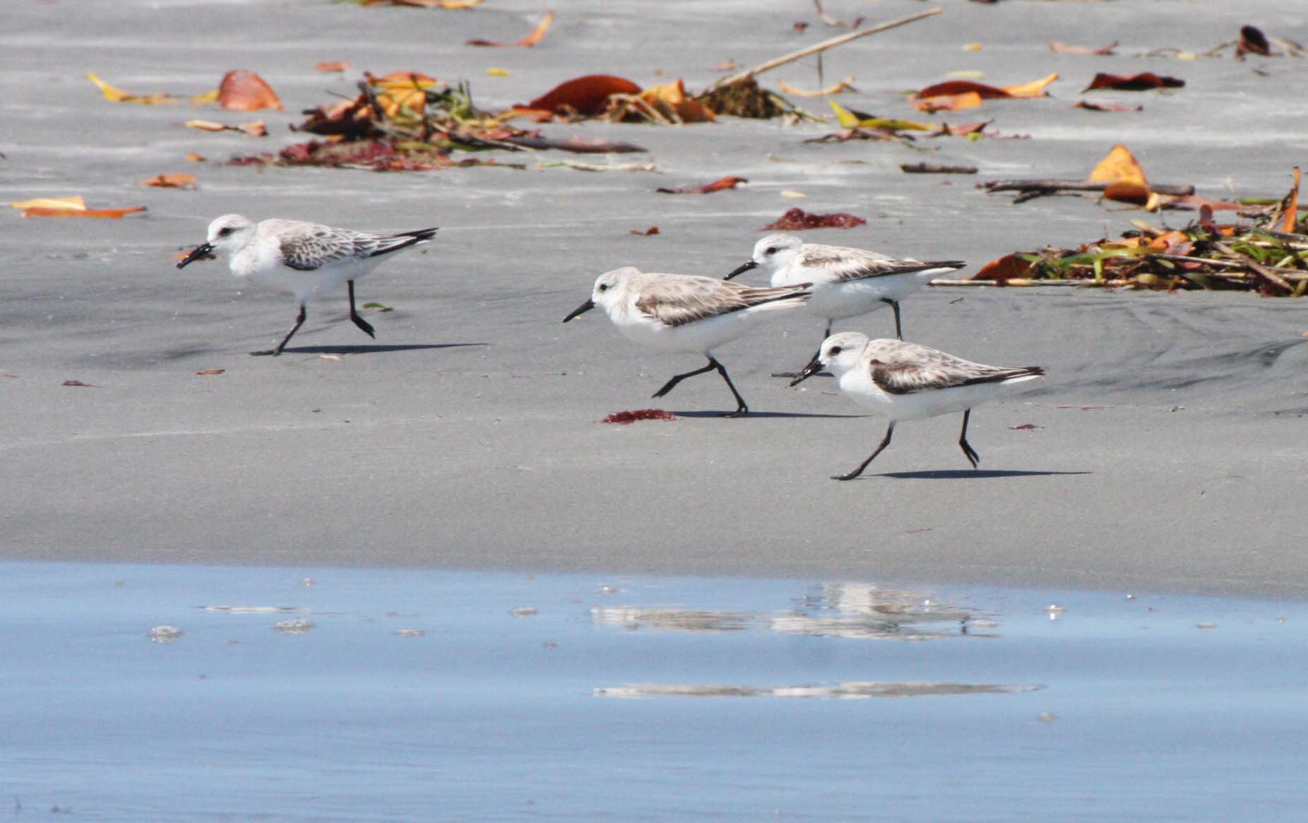 BIRD - SANDERLING - SAN IGNACIO LAGOON BAJA MEXICO (5).JPG