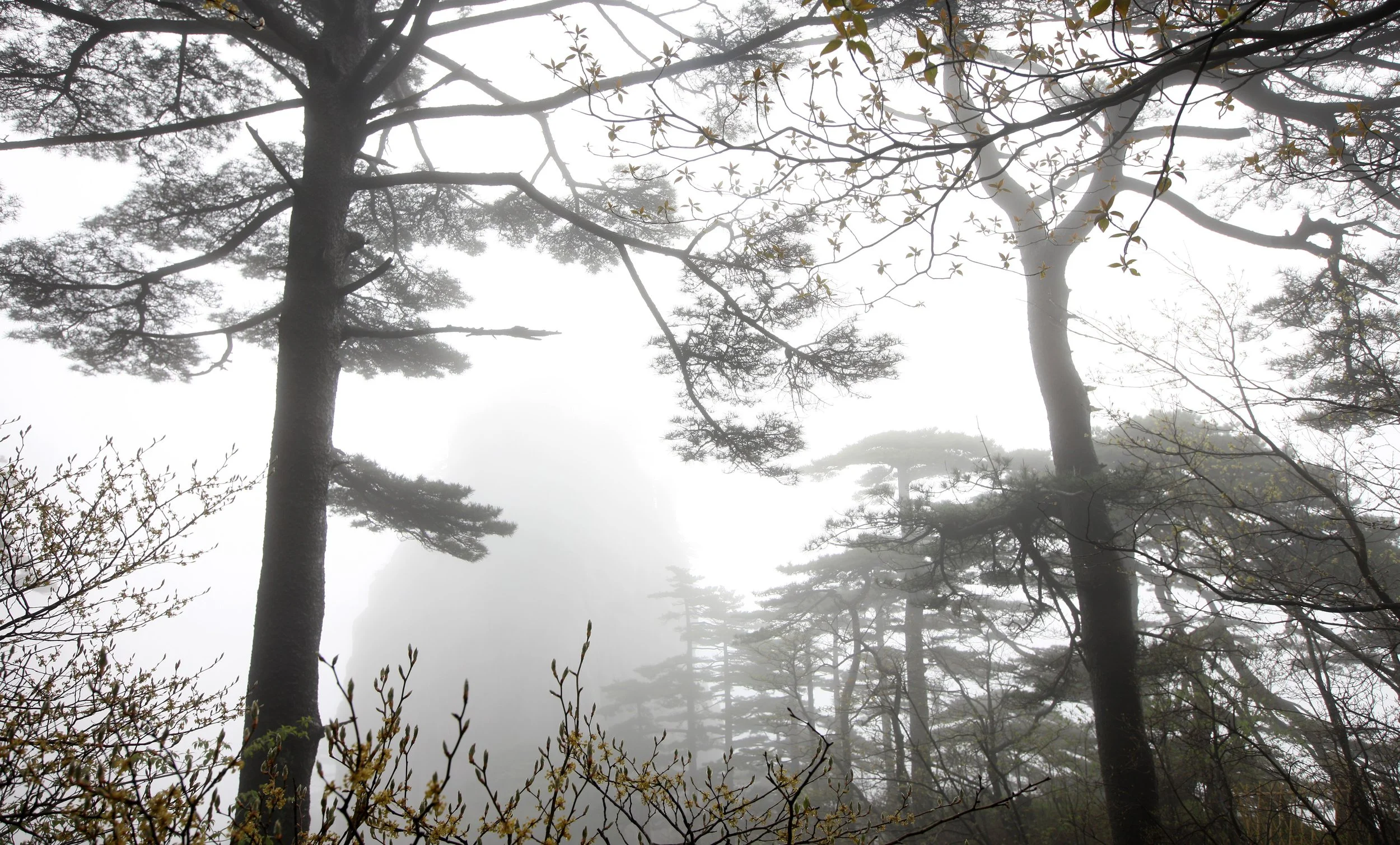 HUANGSHAN NATIONAL PARK ANHUI PROVINCE CHINA (196).JPG