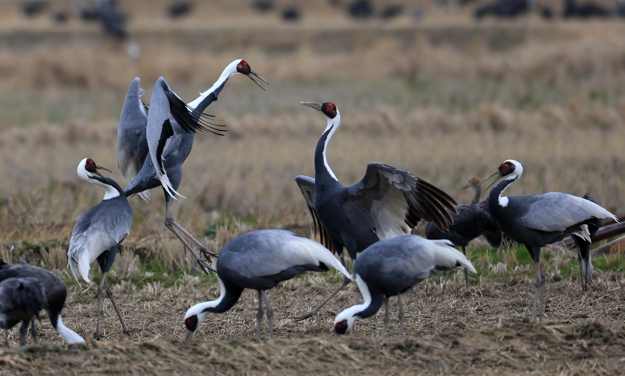 White-naped Crane (Antigone vipio) Izumi Crane Park & Center, Izumi Kagoshima Kyushu Japan (428).jpg