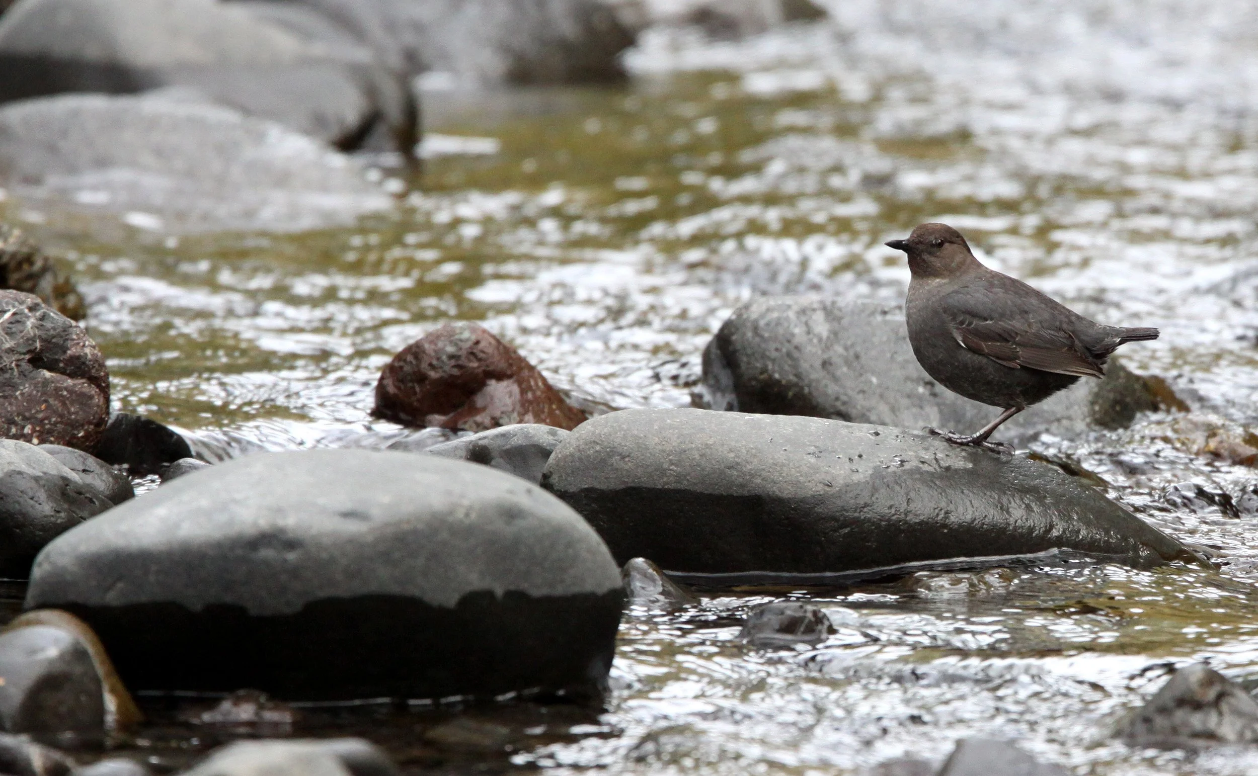 American dipper (Cinclus mexicanus) Hoh Rainforest Washington State (36).JPG
