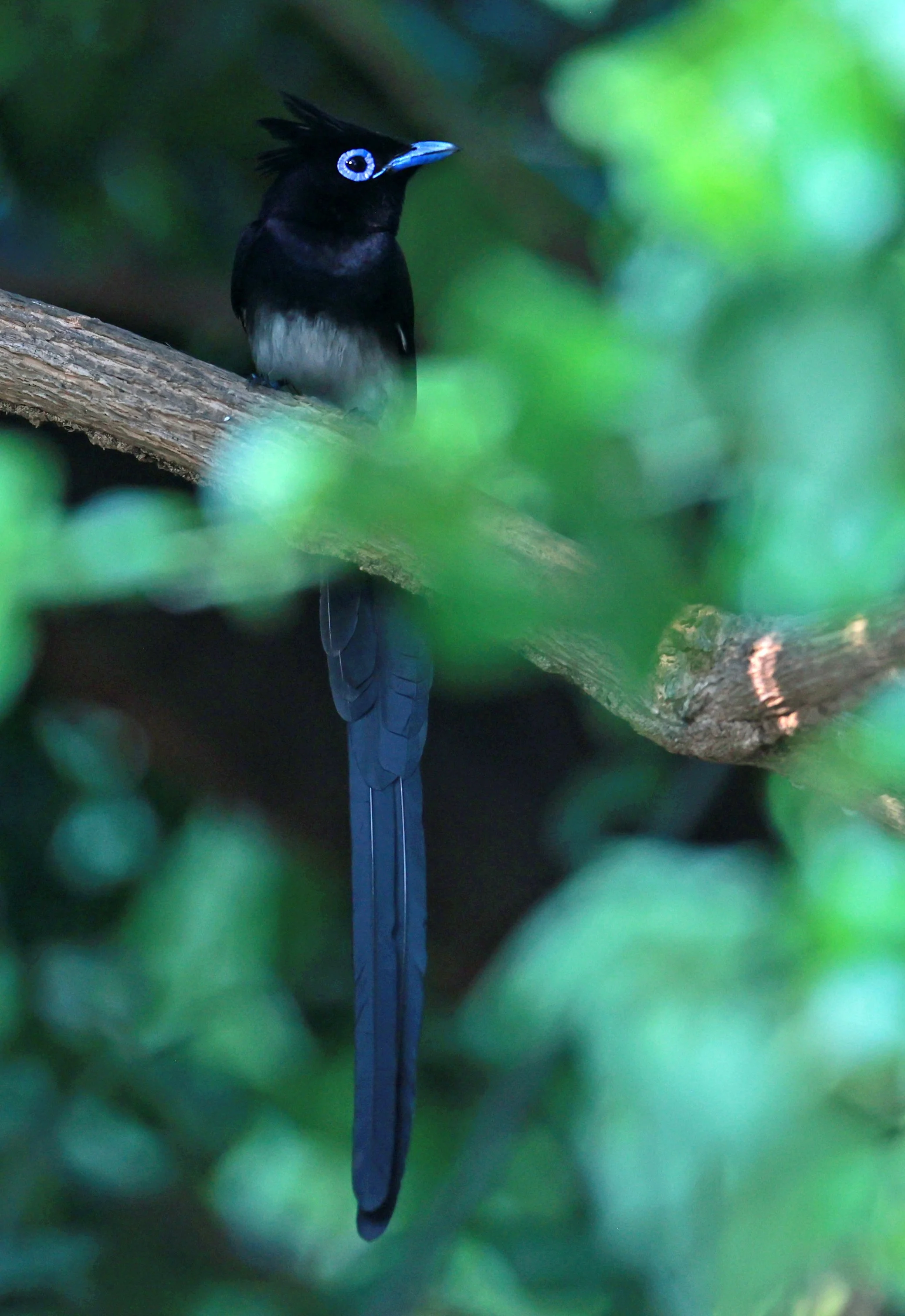 Paradise Flycatcher - Black or Japanese Paradise Flycatcher - Terpsiphone atrocaudata - Bang Pu Mangrove Forest Preserve (26).jpg