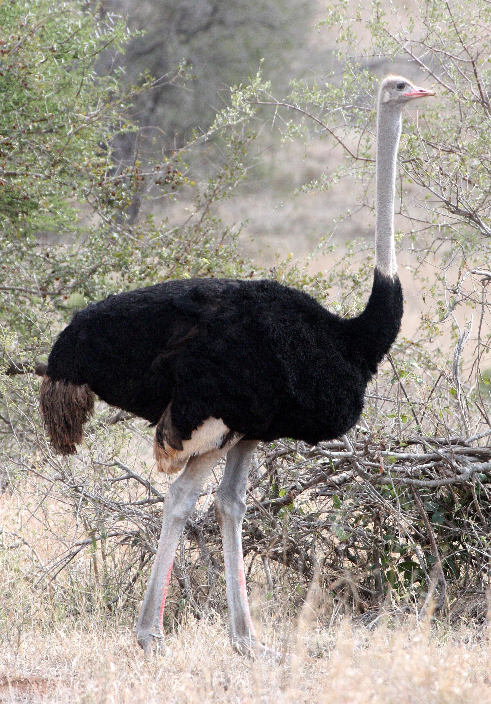 Struthio camelus australis - SOUTH AFRICAN OSTRICH - KRUGER NATIONAL PARK SOUTH AFRICA (5).JPG