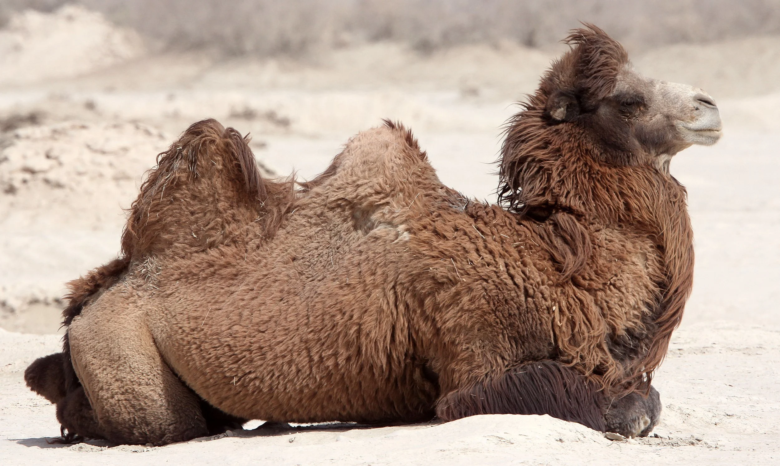 Camelus bactrianus - BACTRIAN CAMEL - LOP NUR WILD BACTRIAN CAMEL RESERVE - XINJIANG CHINA (69).JPG