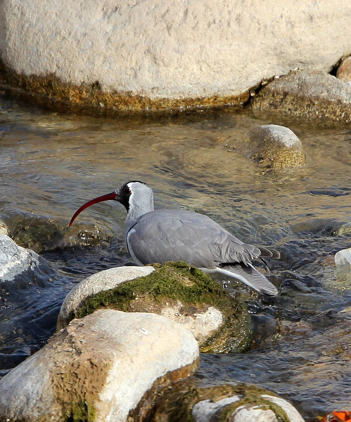 BIRD - IBISBILL - FOPING CITY, SHAANXI CHINA (20).JPG