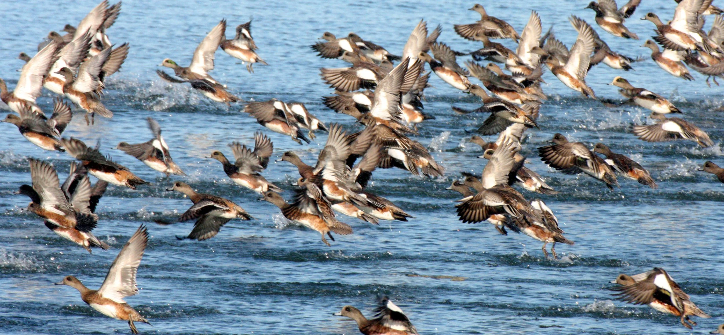 WIGEON - AMERICAN WIGEON - Mareca americana - THREE CRABS DUNGENESS RIVER MOUTH WETLAND SEQUIM WASHINGTON (4).JPG