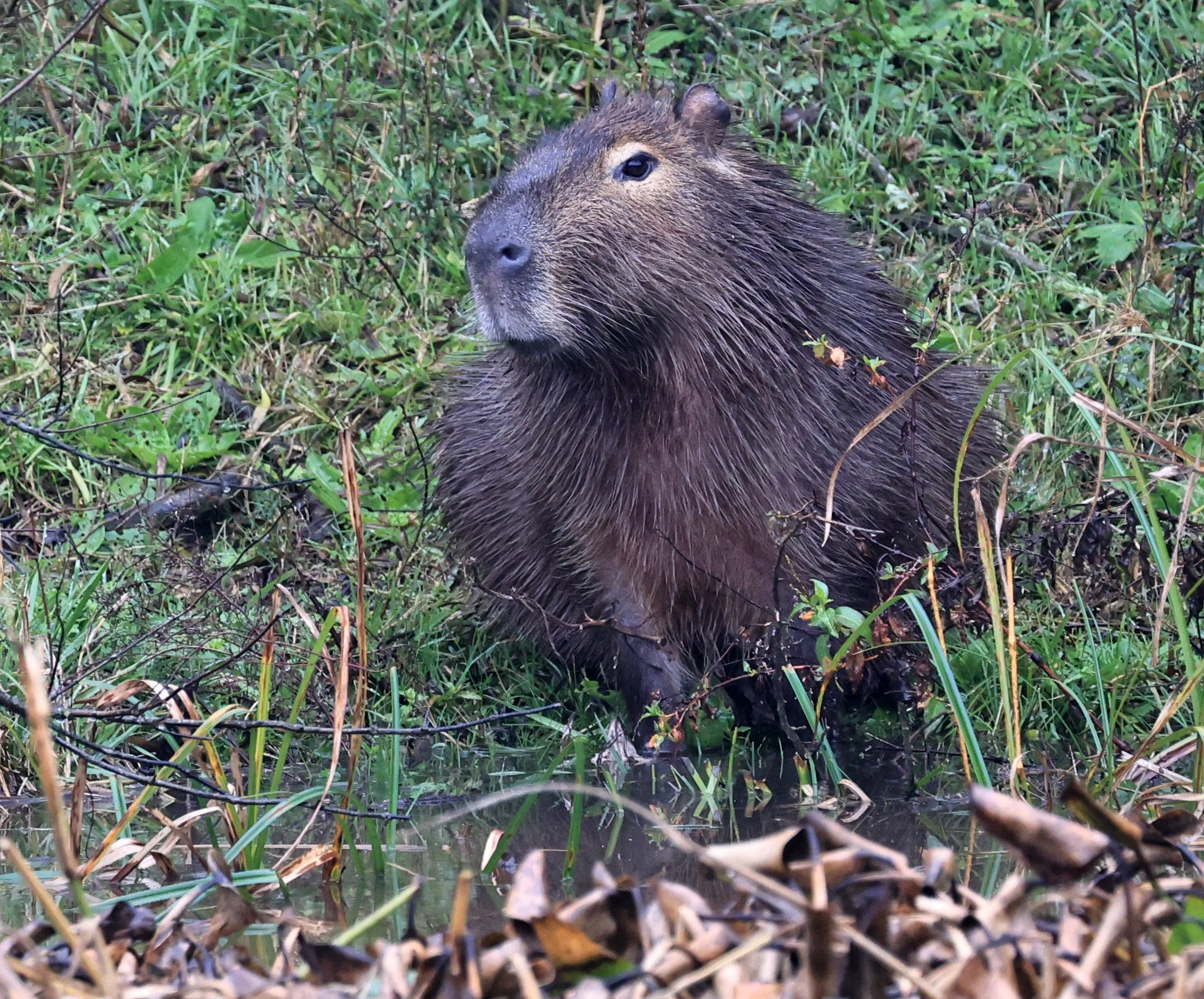 Capybara (Hydrochoerus hydrochaeris) 
