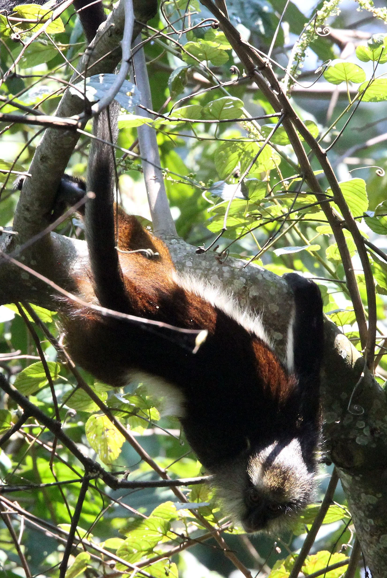 CERCOPITHECIDAE - Cercopithecus denti - DENT'S MONKEY - NYUNGWE NATIONAL PARK RWANDA (257).JPG