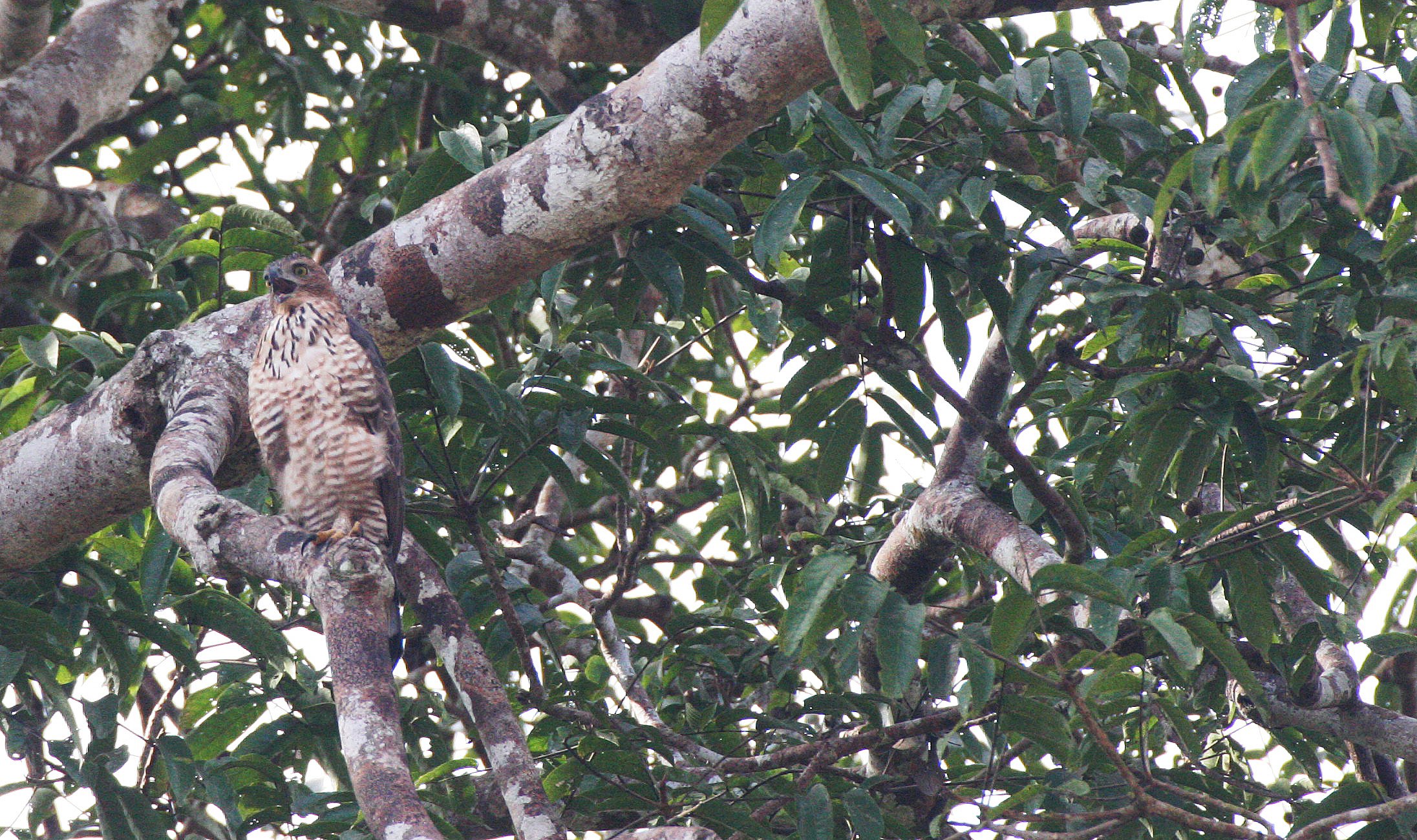 Nisaetus nanus - WALLACE'S HAWK-EAGLE - SPIZAETUS NANUS - KINABATANGAN RIVER BORNEO (8).JPG