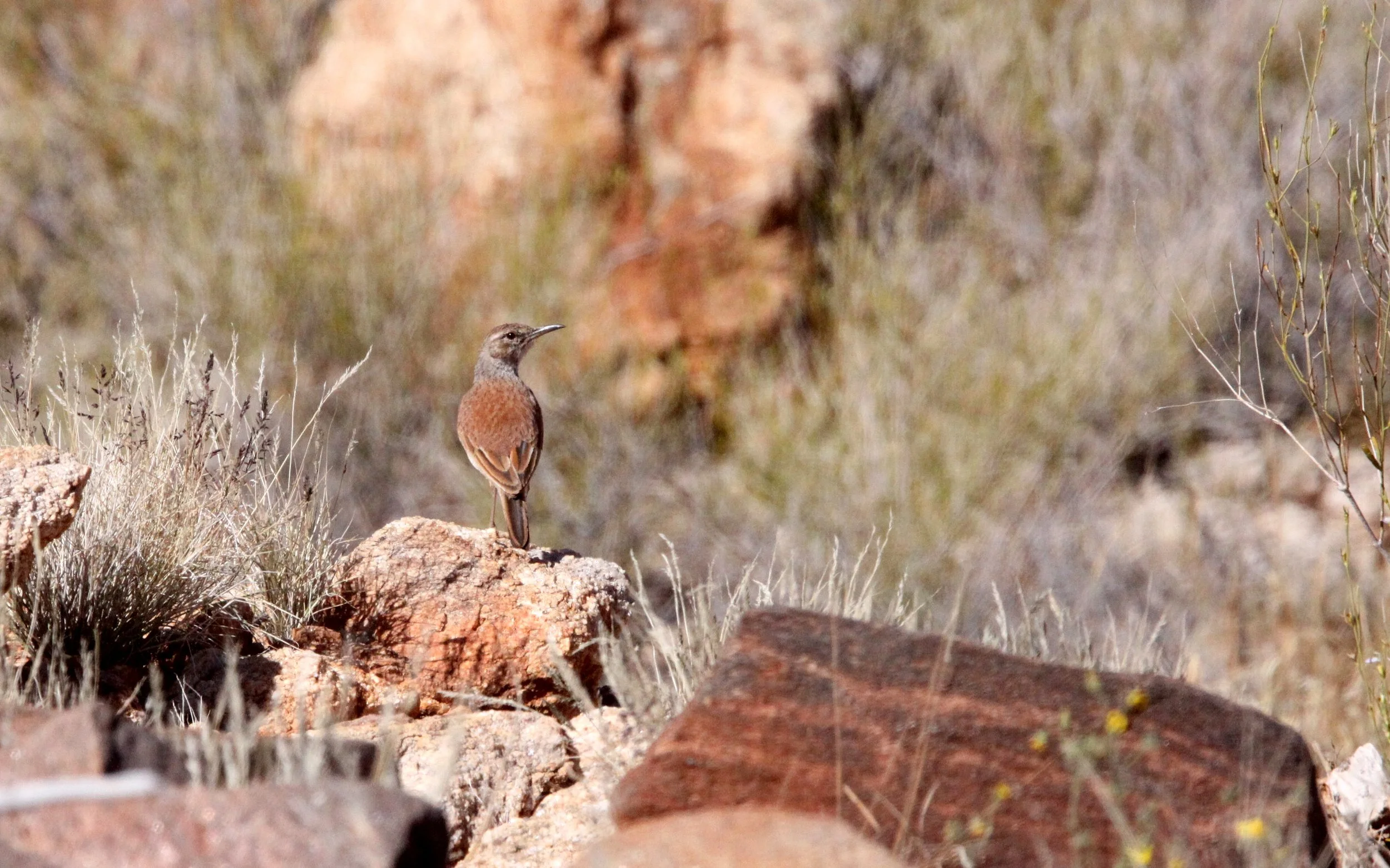 Karoo Long-billed Lark (Certhilauda subcoronata) Augrabies Falls South Africa (2).JPG
