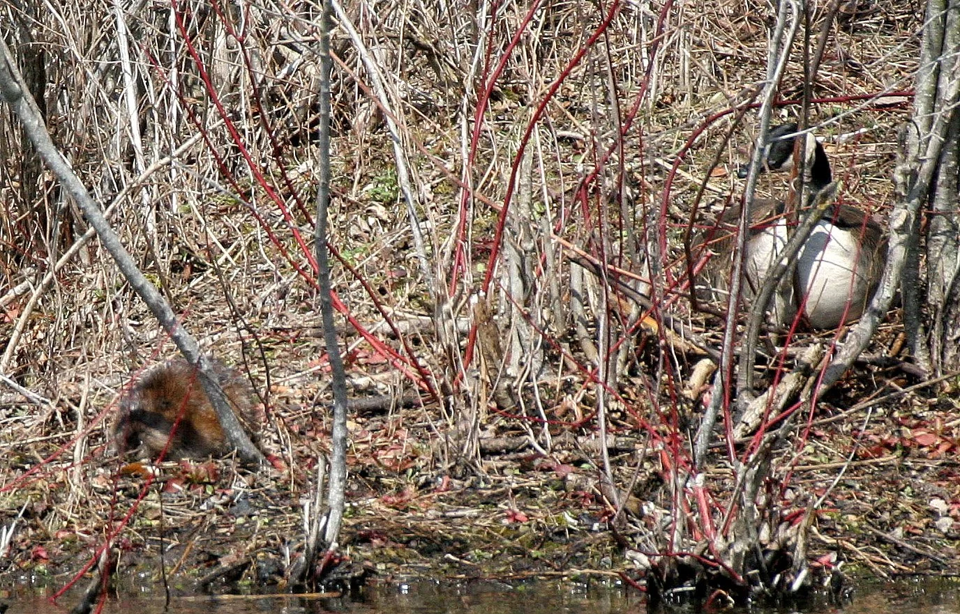 Ondatra zibethicus - MUSKRAT - PRATT'S WAYNE WOODS ILLINOIS (3).JPG