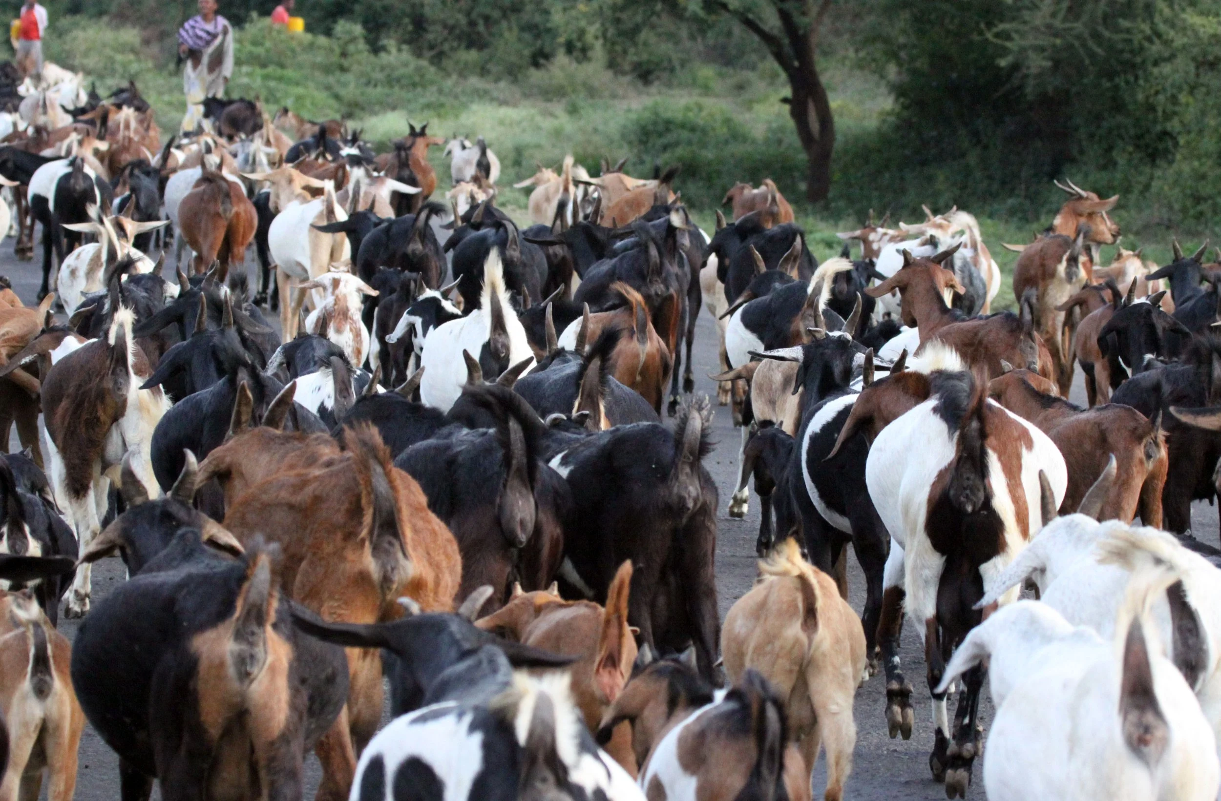 ARBAMINCH ETHIOPIA 2012 (135).JPG