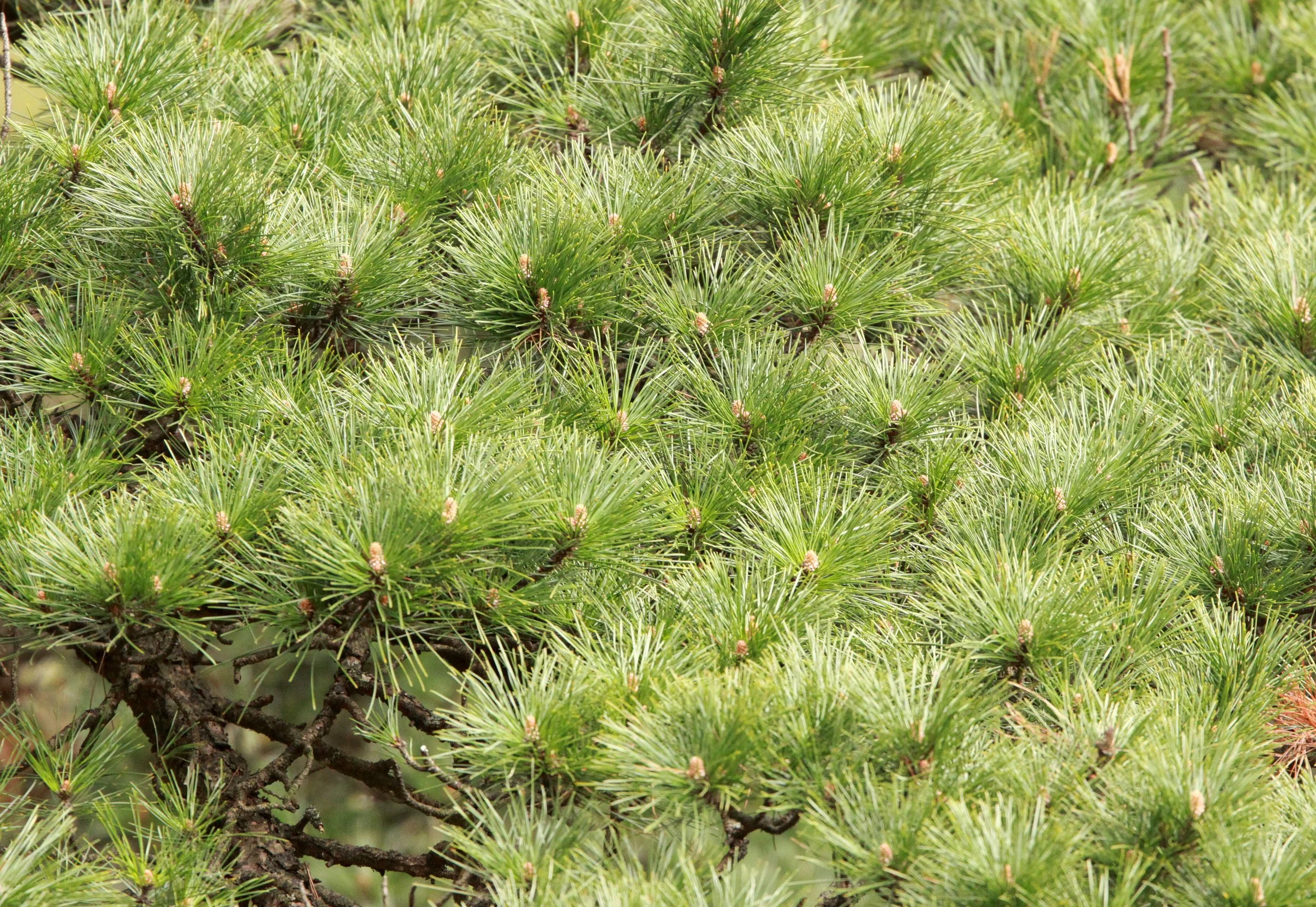 HUANGSHAN NATIONAL PARK - ANHUI PROVINCE CHINA (69).JPG