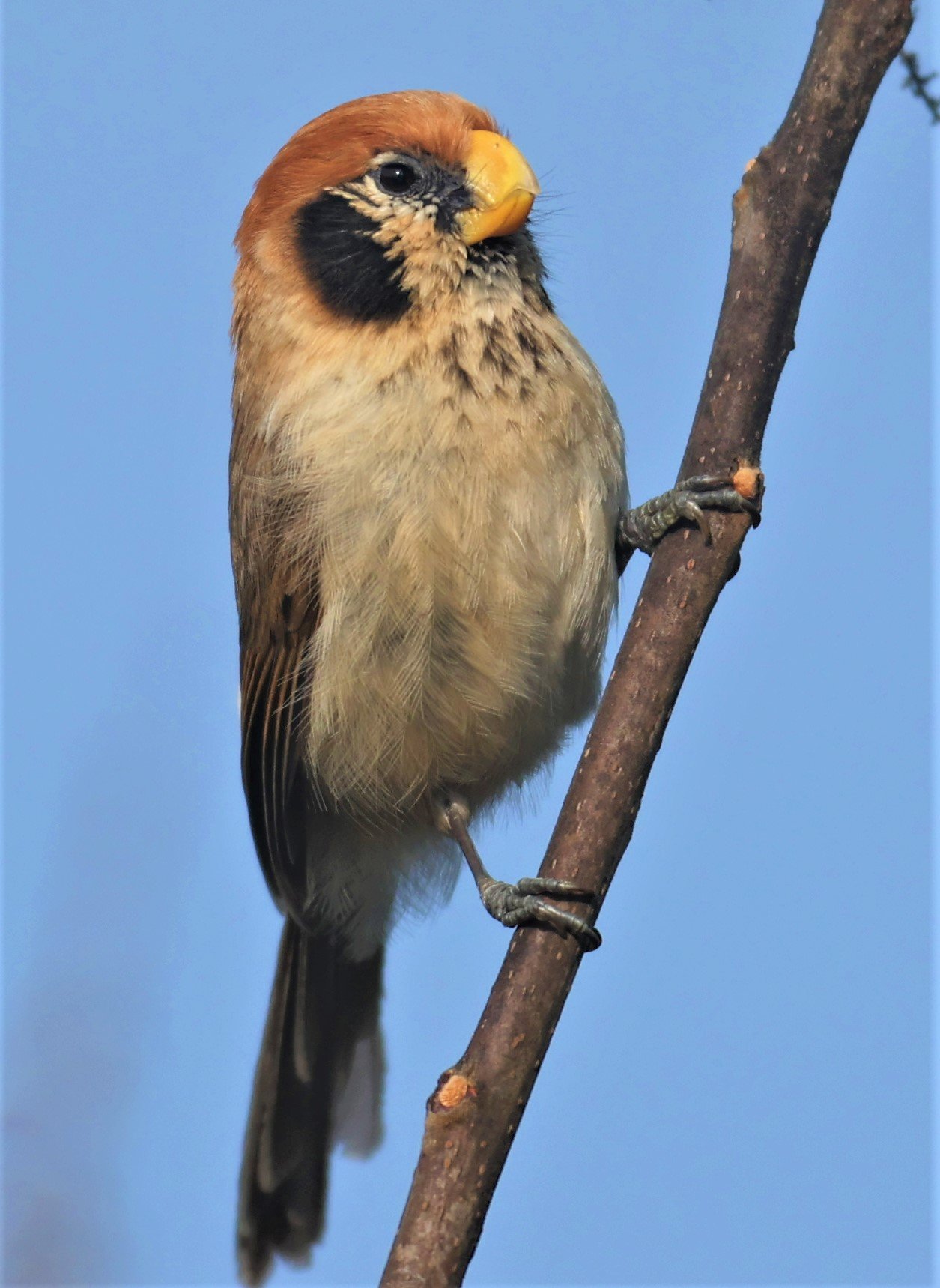 PARROTBILL - SPOT-BREASTED PARROTBILL - Paradoxornis guttaticollis - DOI SAN JU (DOI LANG WEST) FEB 2022 (15).jpg