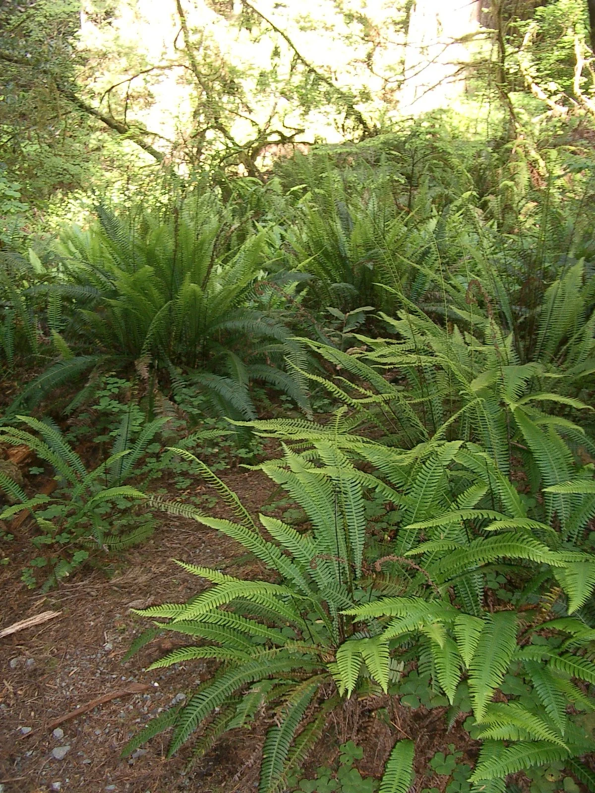 2004-6-12 LARRY AND KATRIS WEDDING IN EUREKA CALIFORNIA (111).JPG