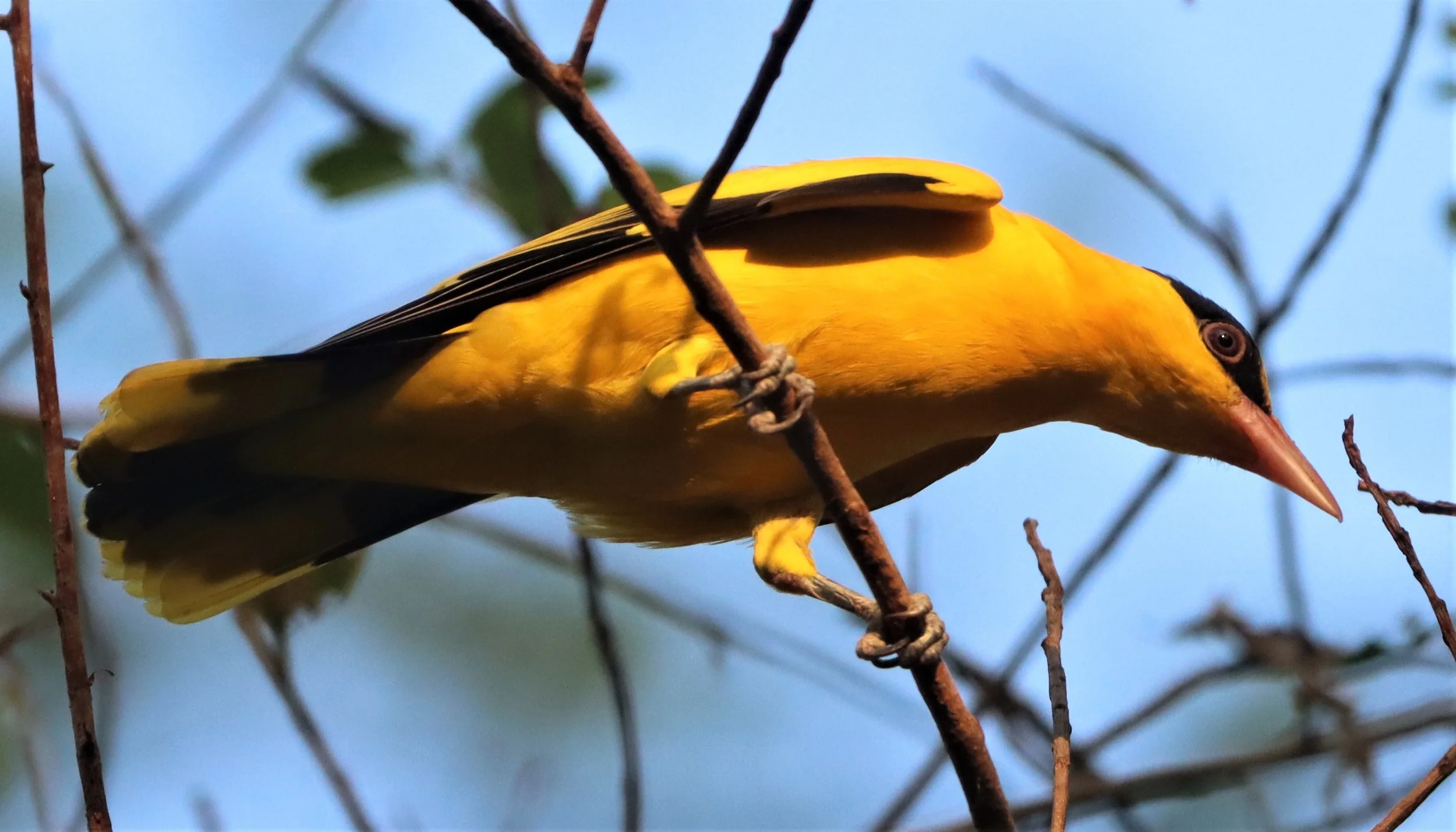 Black-napped Oriole (Oriolus chinensis) Rama 9 Park Bangkok (17).jpg