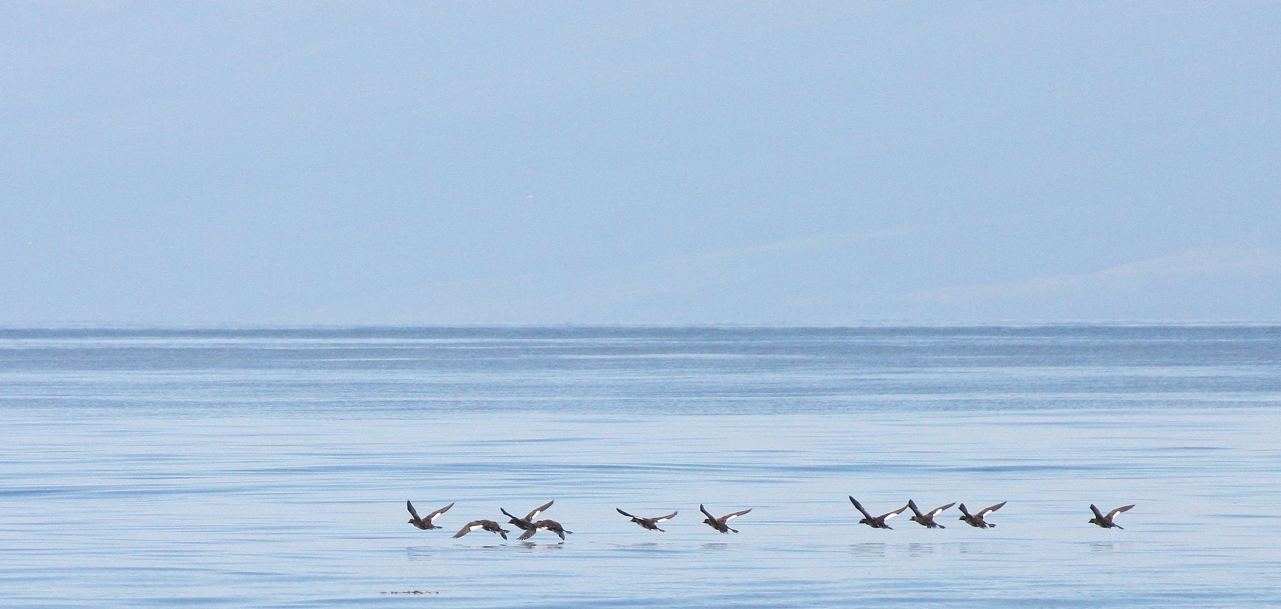 SCOTER - WHITE-WINGED - Melanitta deglandi - IN STRAIT OF JUAN DE FUCA WA (5).JPG