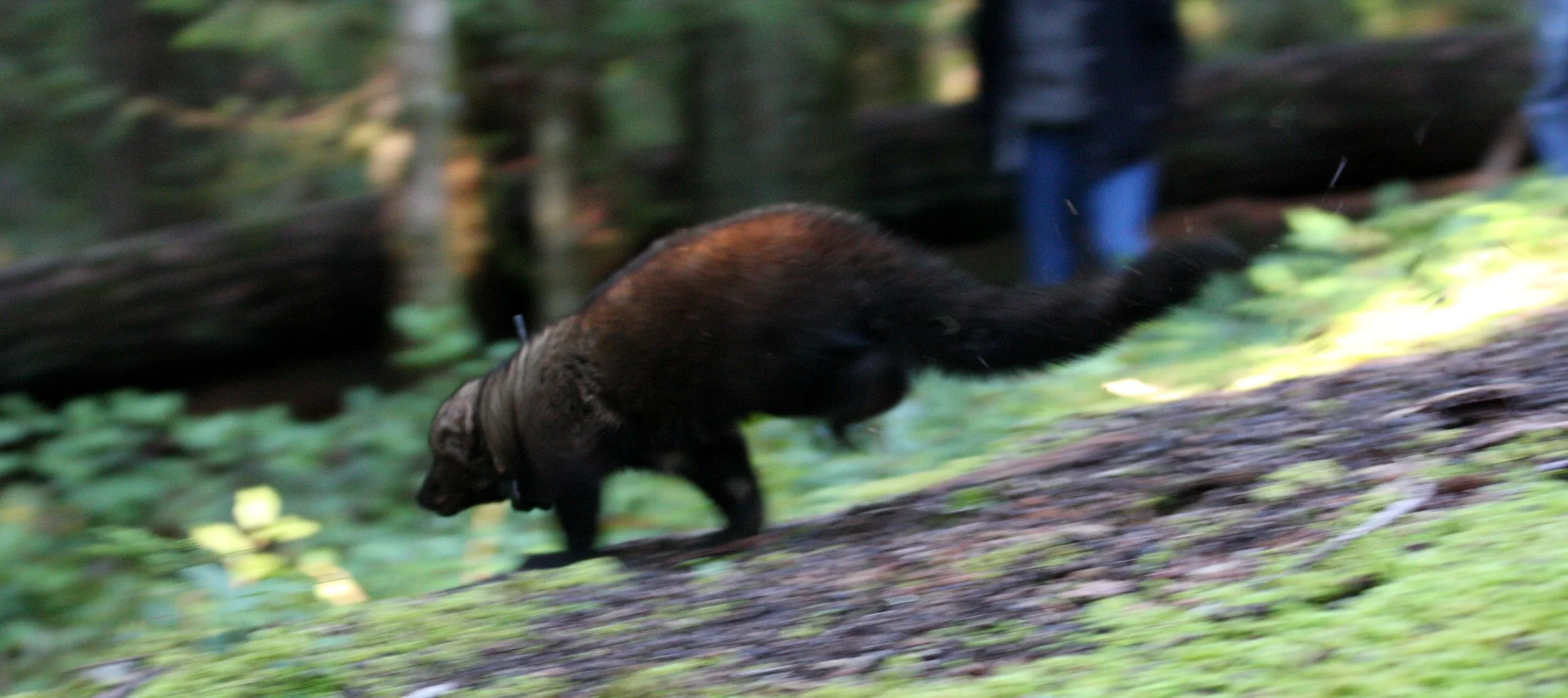 MUSTELID - FISHER - FINAL RELEASE ON 2-20-2010 (7).JPG