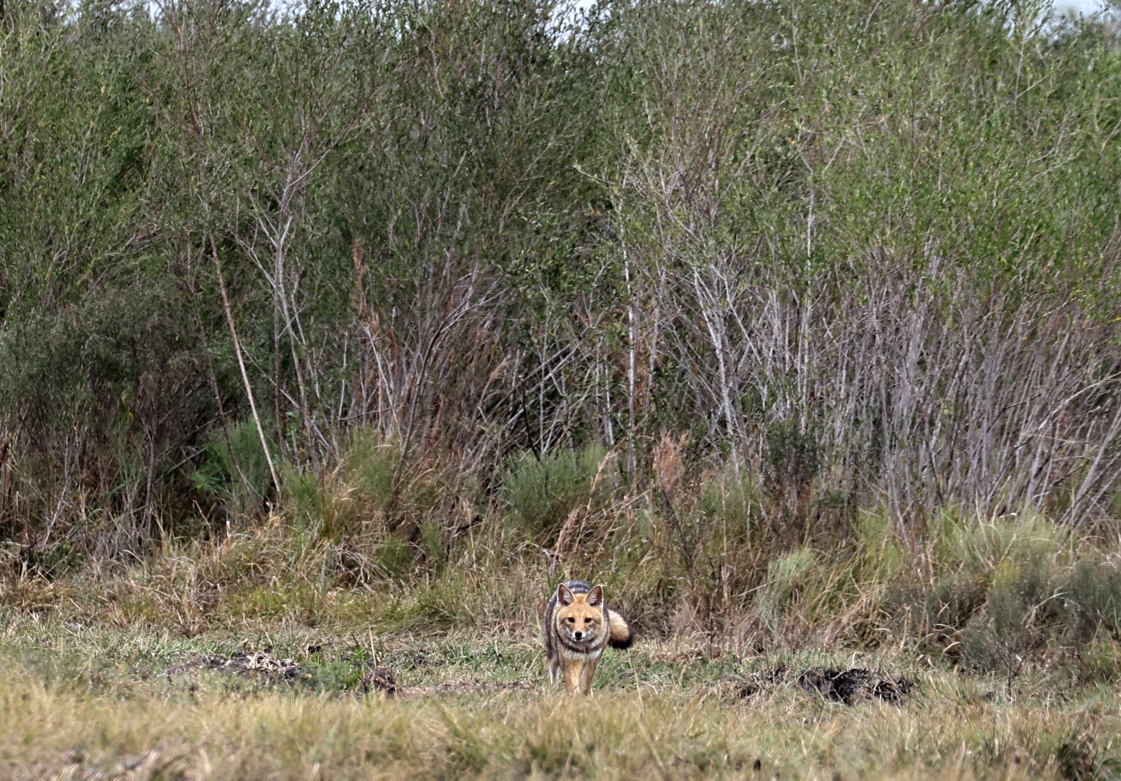 Pampas Fox (Lycalopex gymnocercus) El Palmar National Park, Entre Rios, Argentina (81).jpg