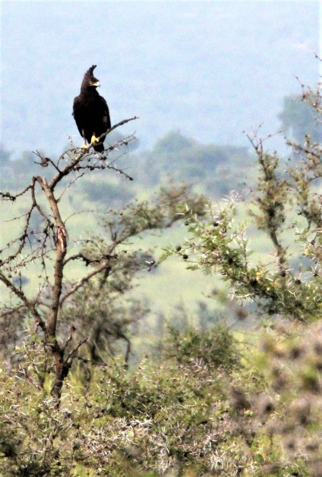 Lophaetus occipitalis - LONG-CRESTED EAGLE - MURCHISON FALLS NATIONAL PARK UGANDA aa.jpg