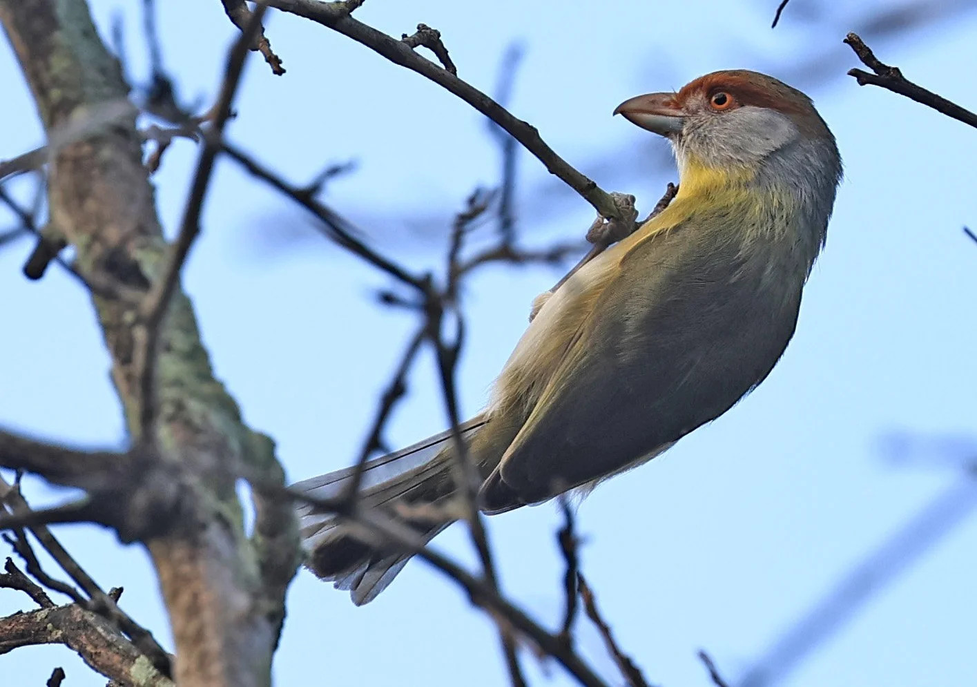 Rufous-browed Peppershrike (Cyclarhis gujanensis) Selva Serena Natural Reserve 